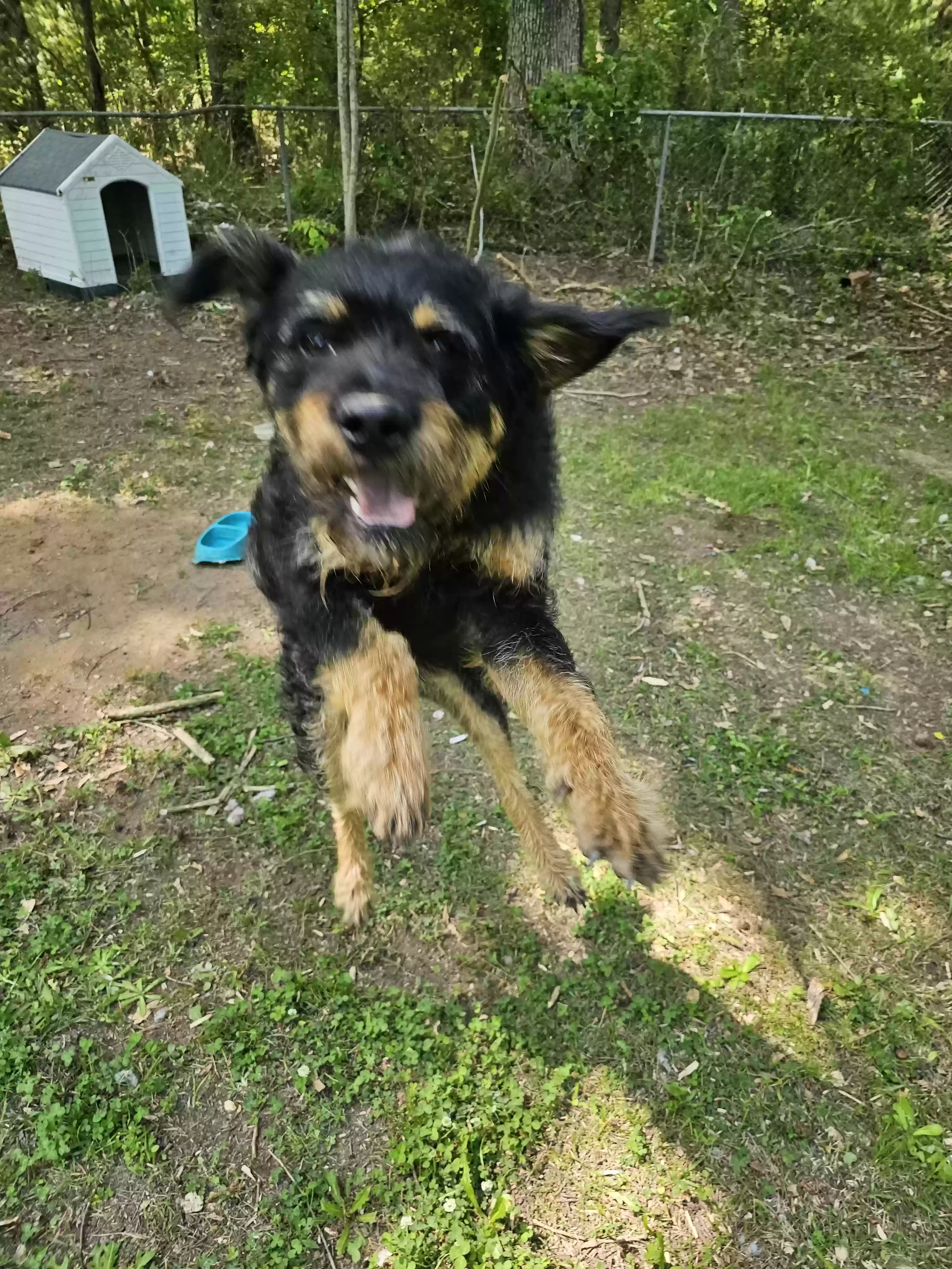 adoptable Dog in Atlanta,GA named Outer