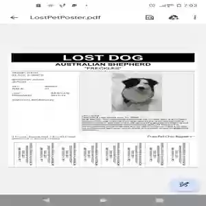 lost male dog freckles