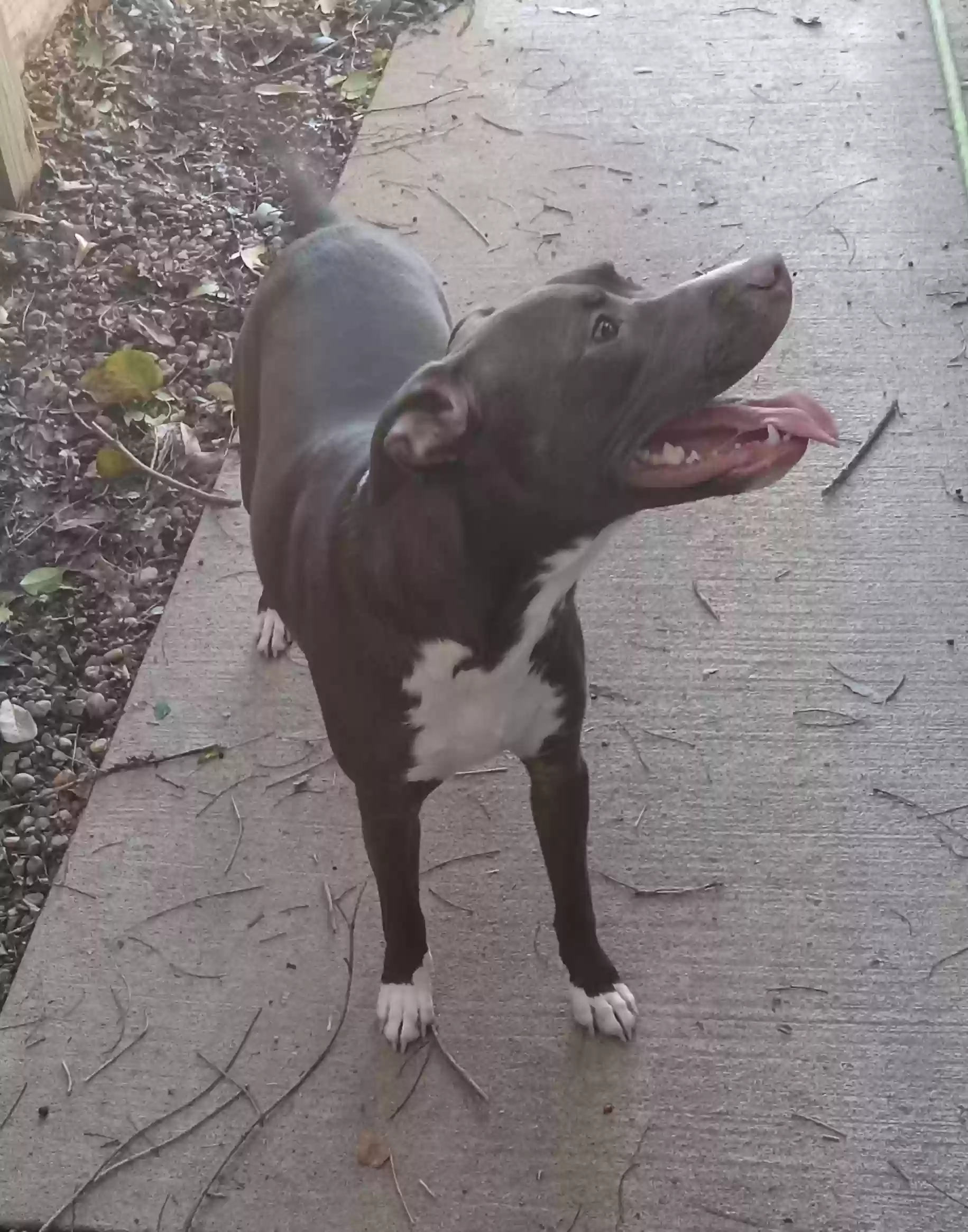 adoptable Dog in Columbus,GA named Hermione