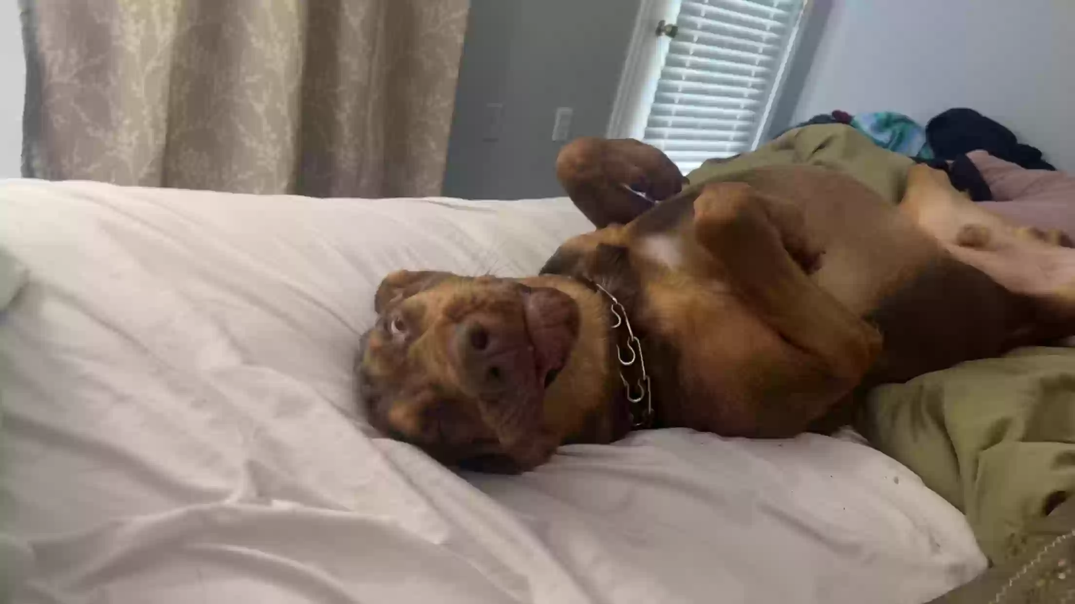 adoptable Dog in Columbus,GA named Bandit