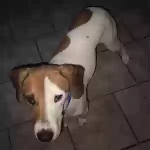 adoptable Dog in Wilmington, DE named Nero