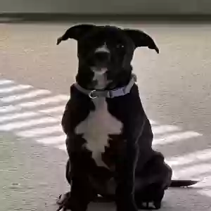 adoptable Dog in Myrtle Beach, SC named Lizzie