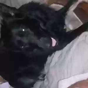 adoptable Dog in Cicero, IL named Alaska