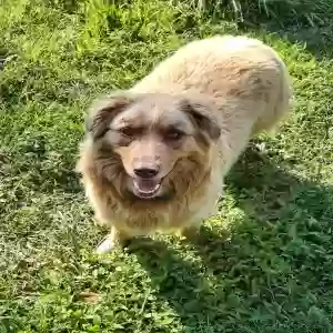 adoptable Dog in Tarentum, PA named Bingo
