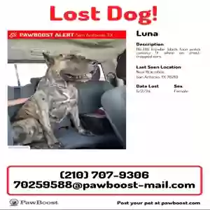 Lost Female Dog