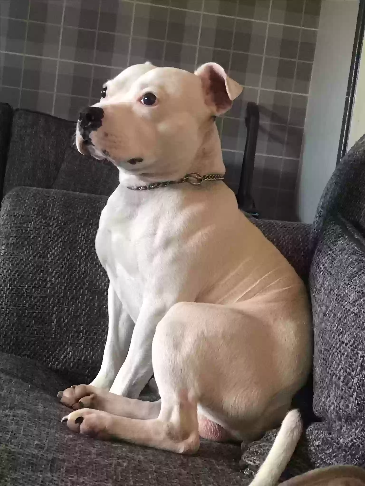 adoptable Dog in Stoke-on-Trent,England named Winston