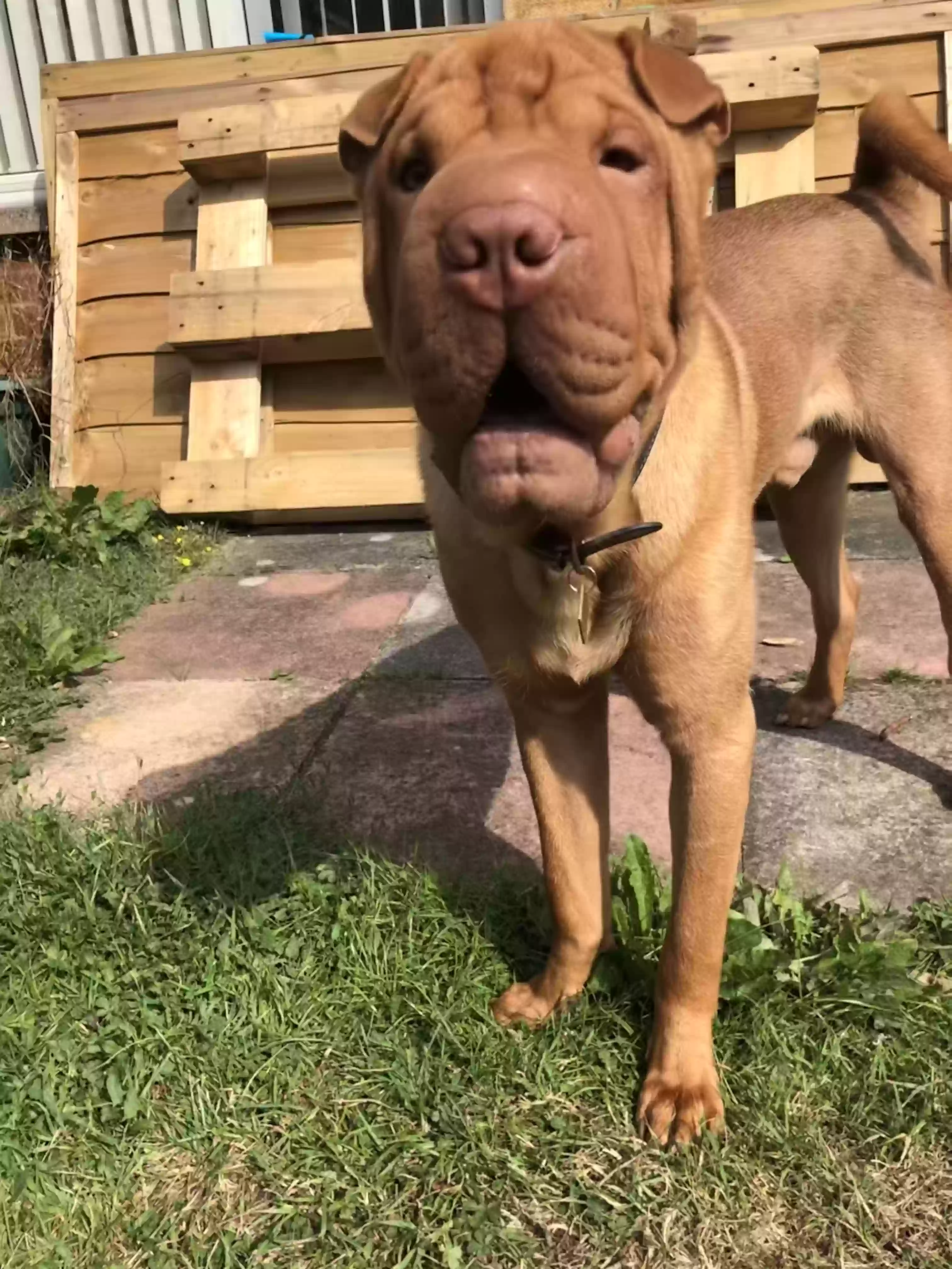 adoptable Dog in St Albans,England named Moose