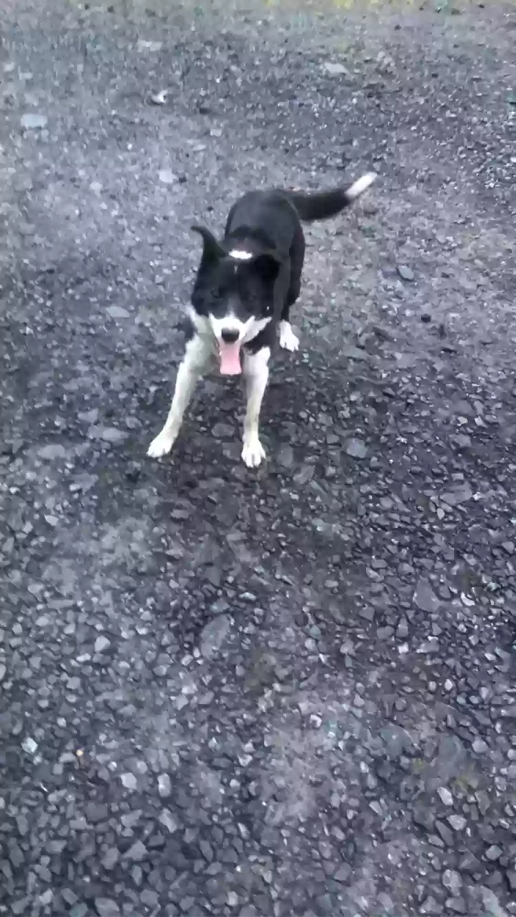 adoptable Dog in Derry,Northern Ireland named Kim