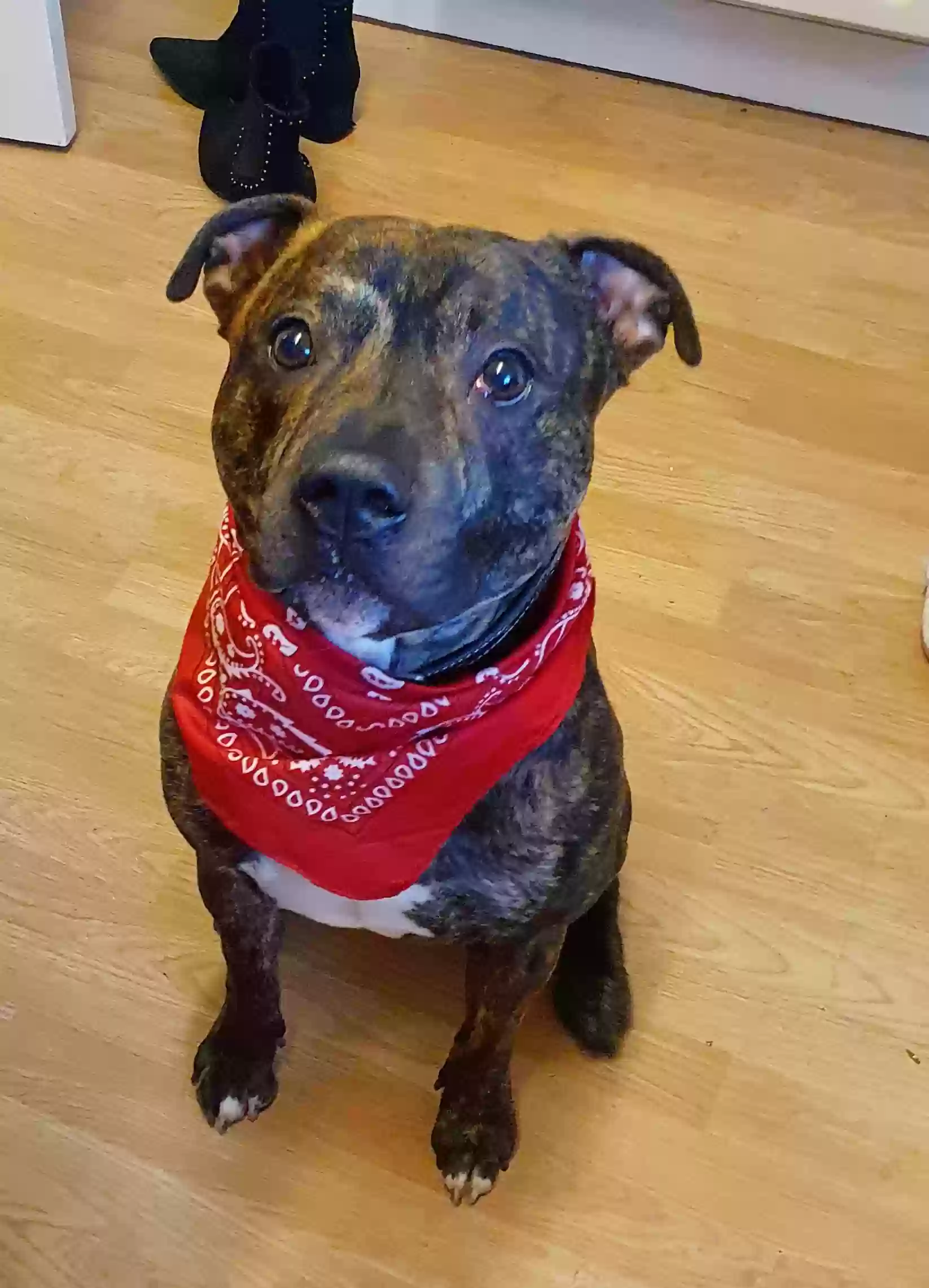 adoptable Dog in Sheffield,England named Rocco