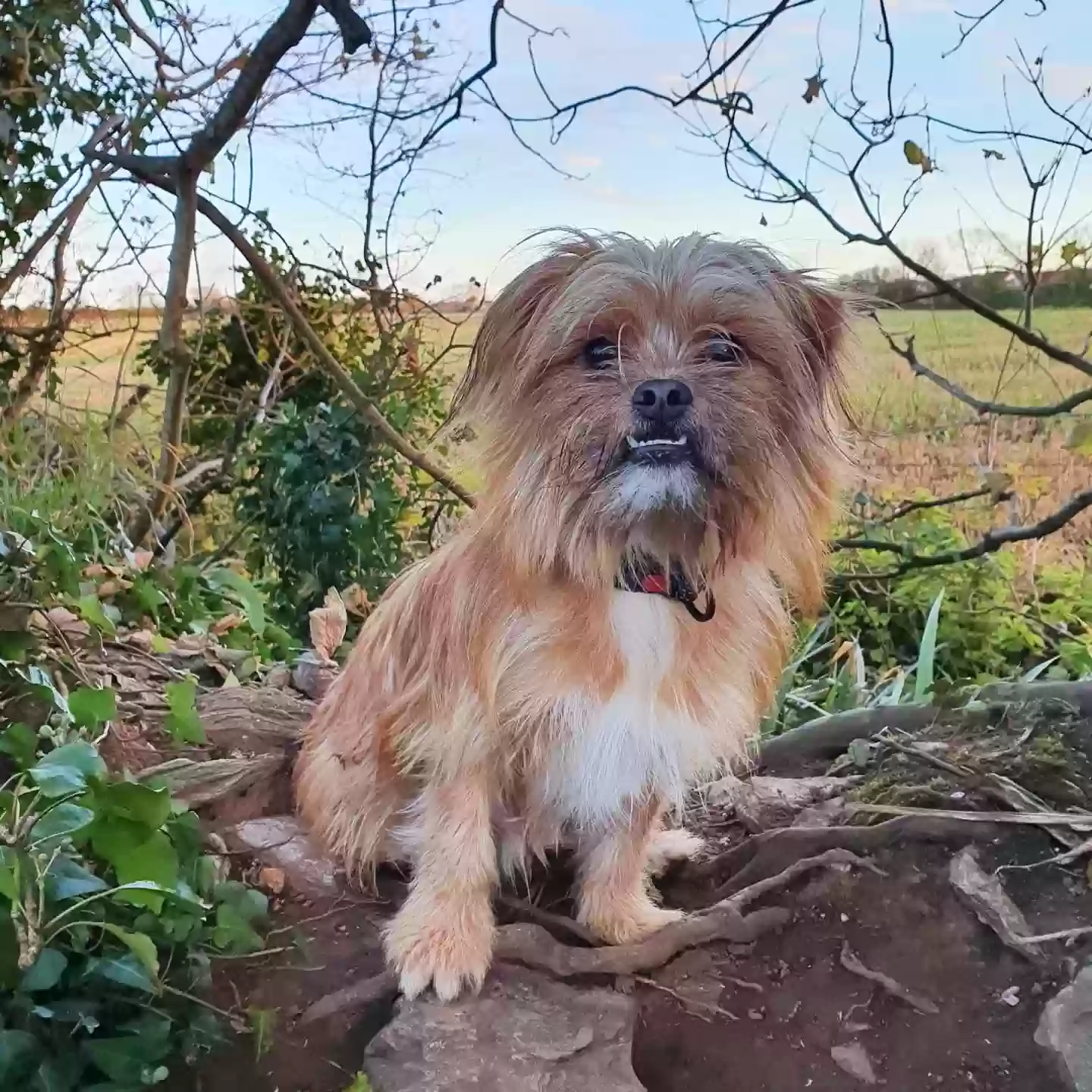 adoptable Dog in Exeter,England named Kenzo