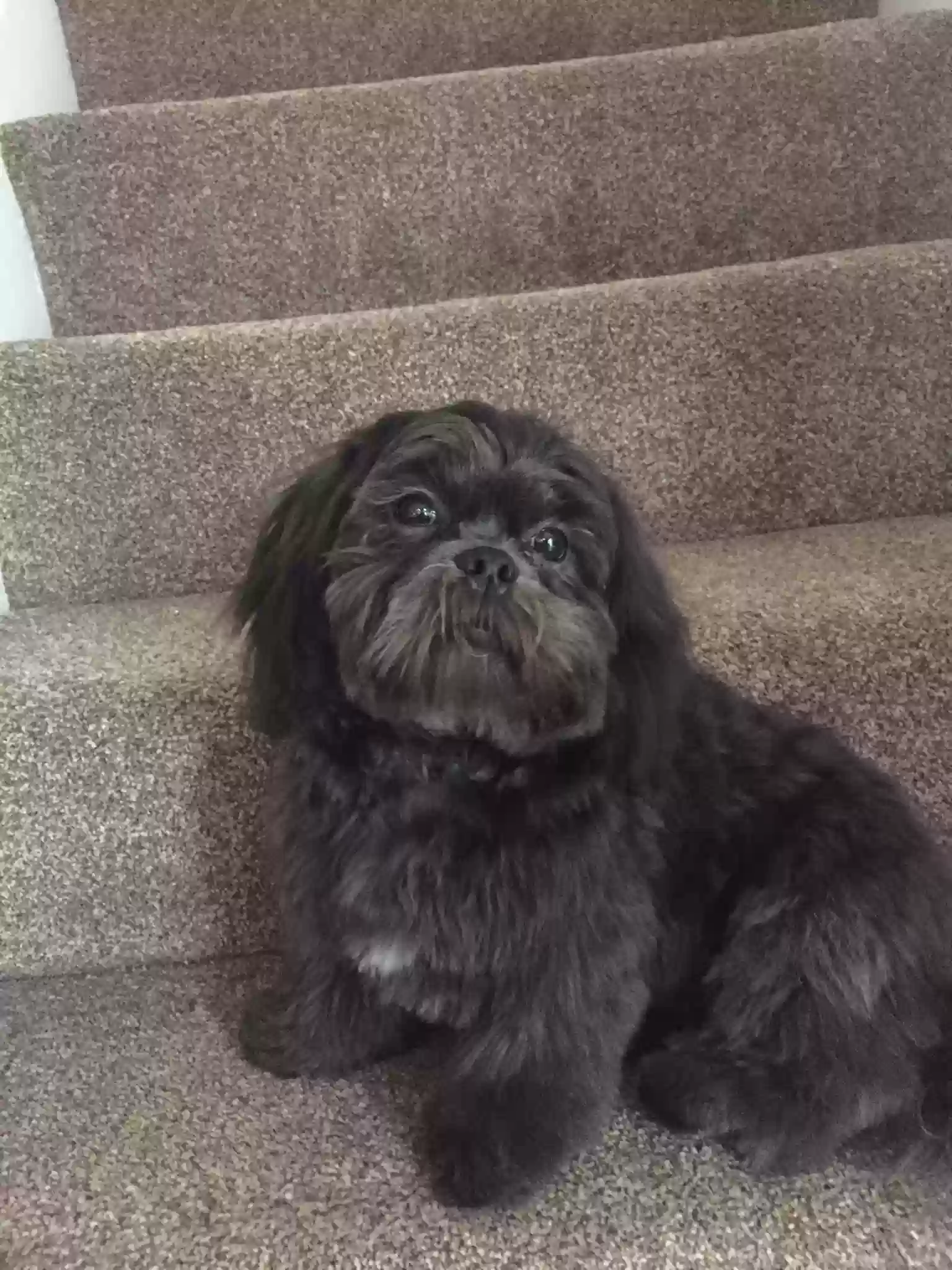 adoptable Dog in Liverpool,England named Henry