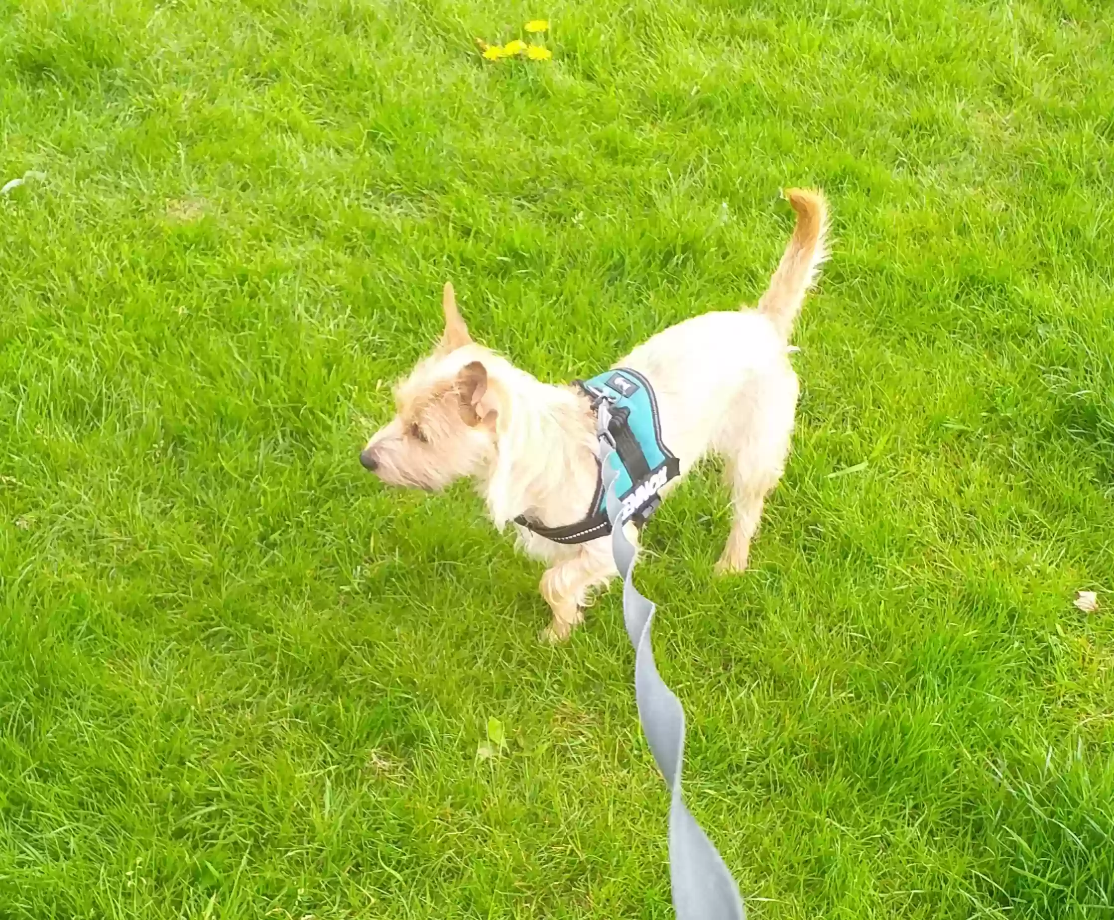 adoptable Dog in Glasgow,Scotland named Lennox