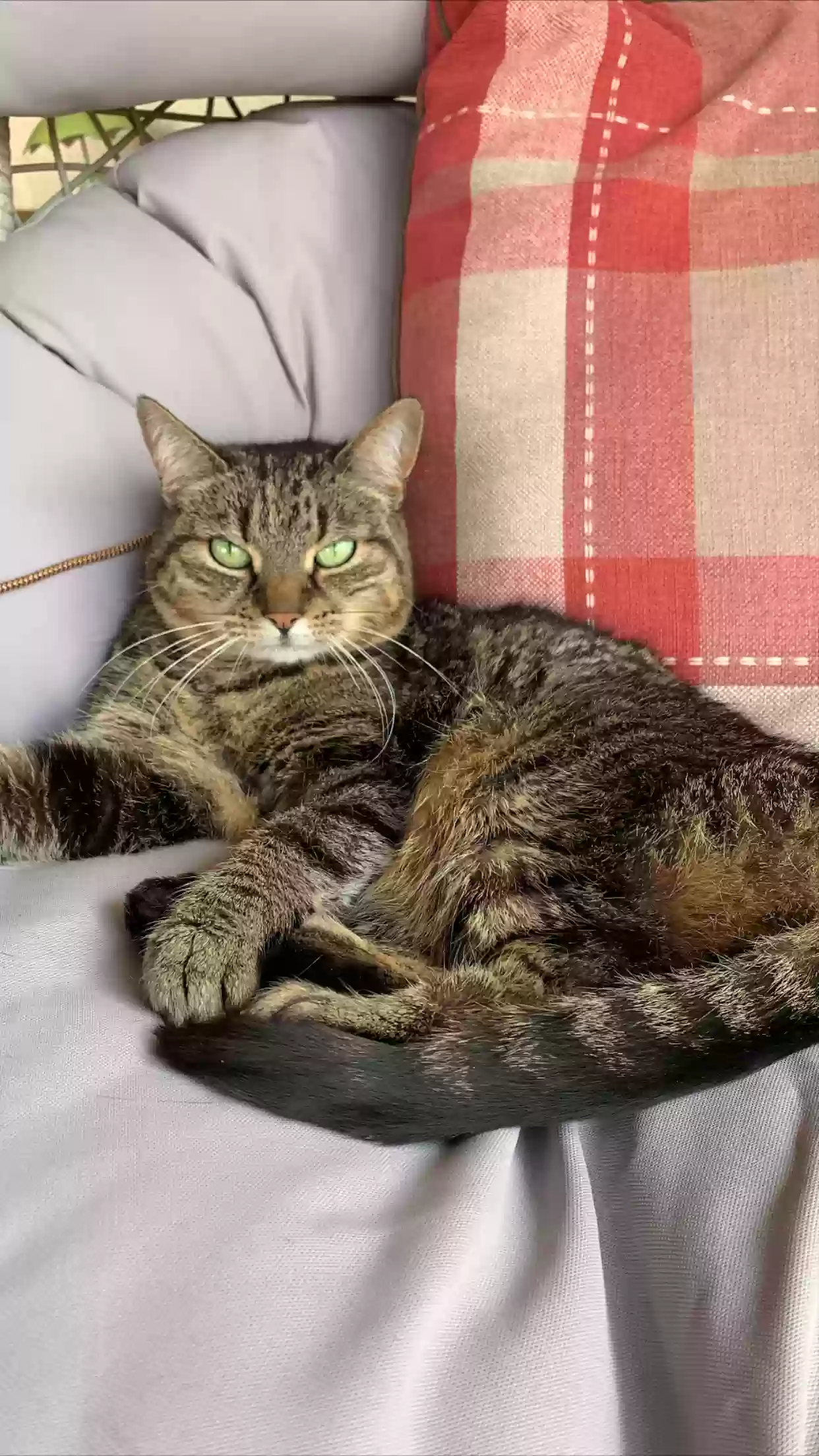 adoptable Cat in Leicester,England named Mittens