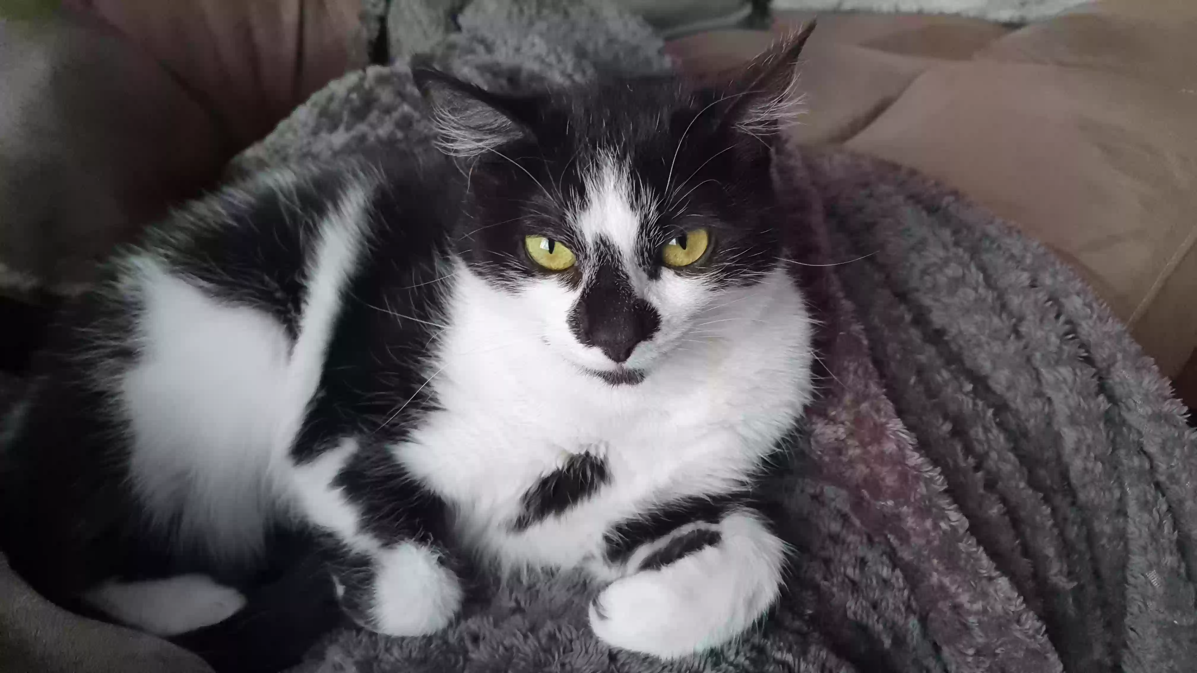 adoptable Cat in Manchester,England named Oreo