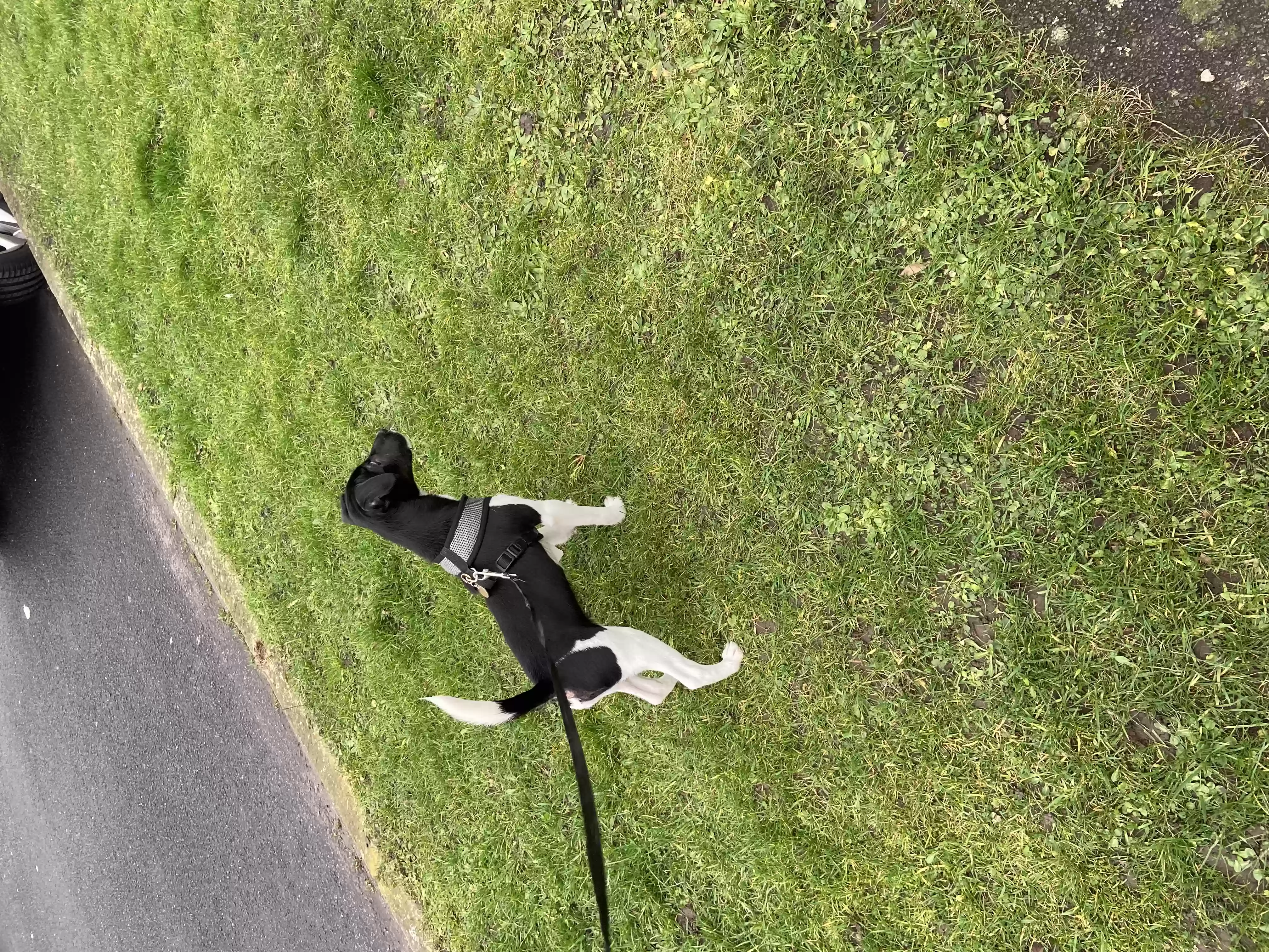 adoptable Dog in Preston,England named Loki