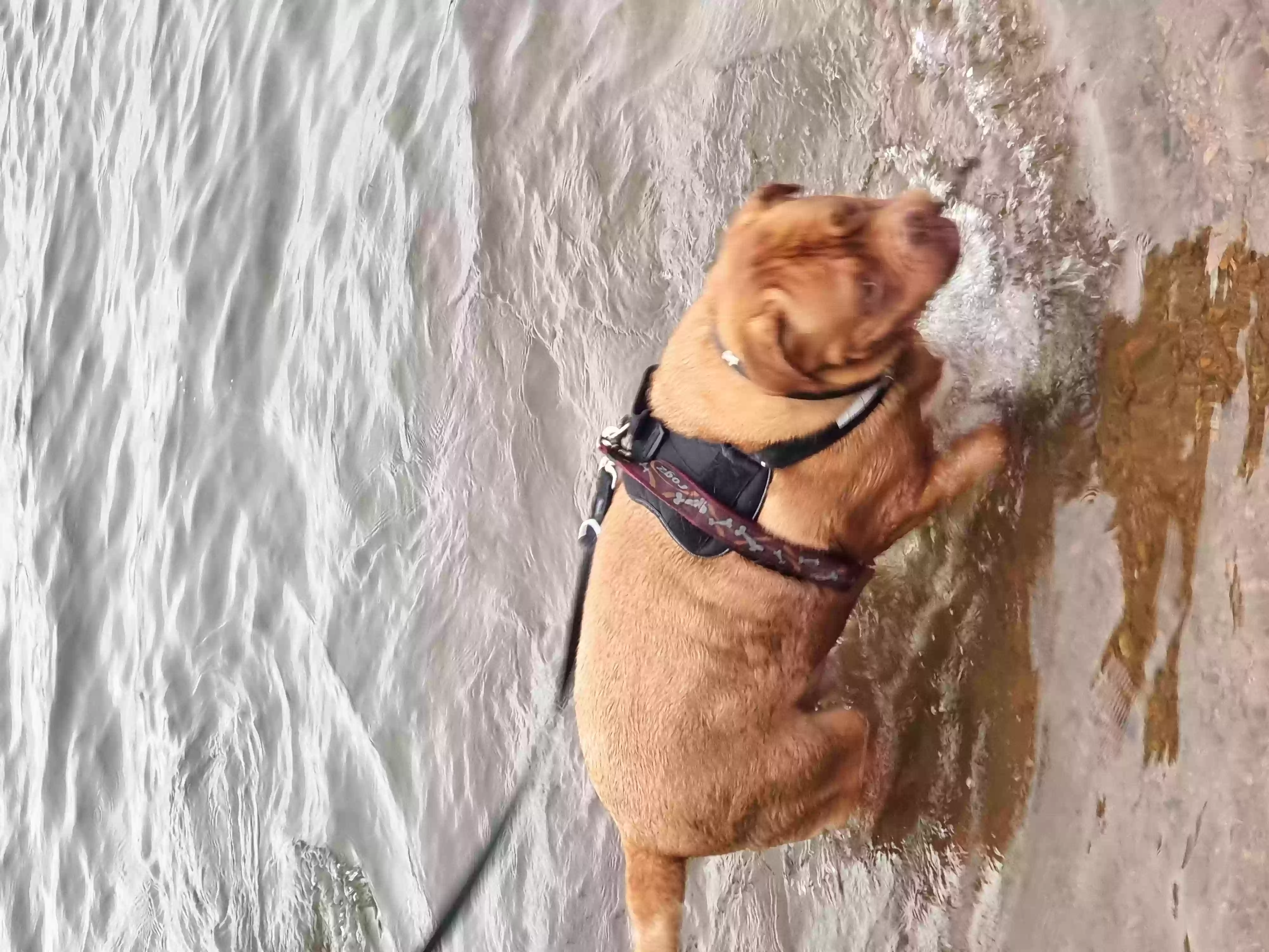 adoptable Dog in Birmingham,England named Harvey