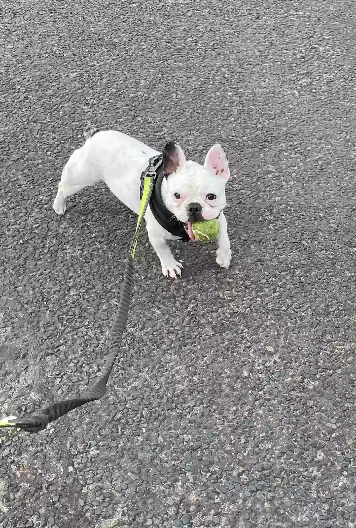 adoptable Dog in Dundee,Scotland named Reggie