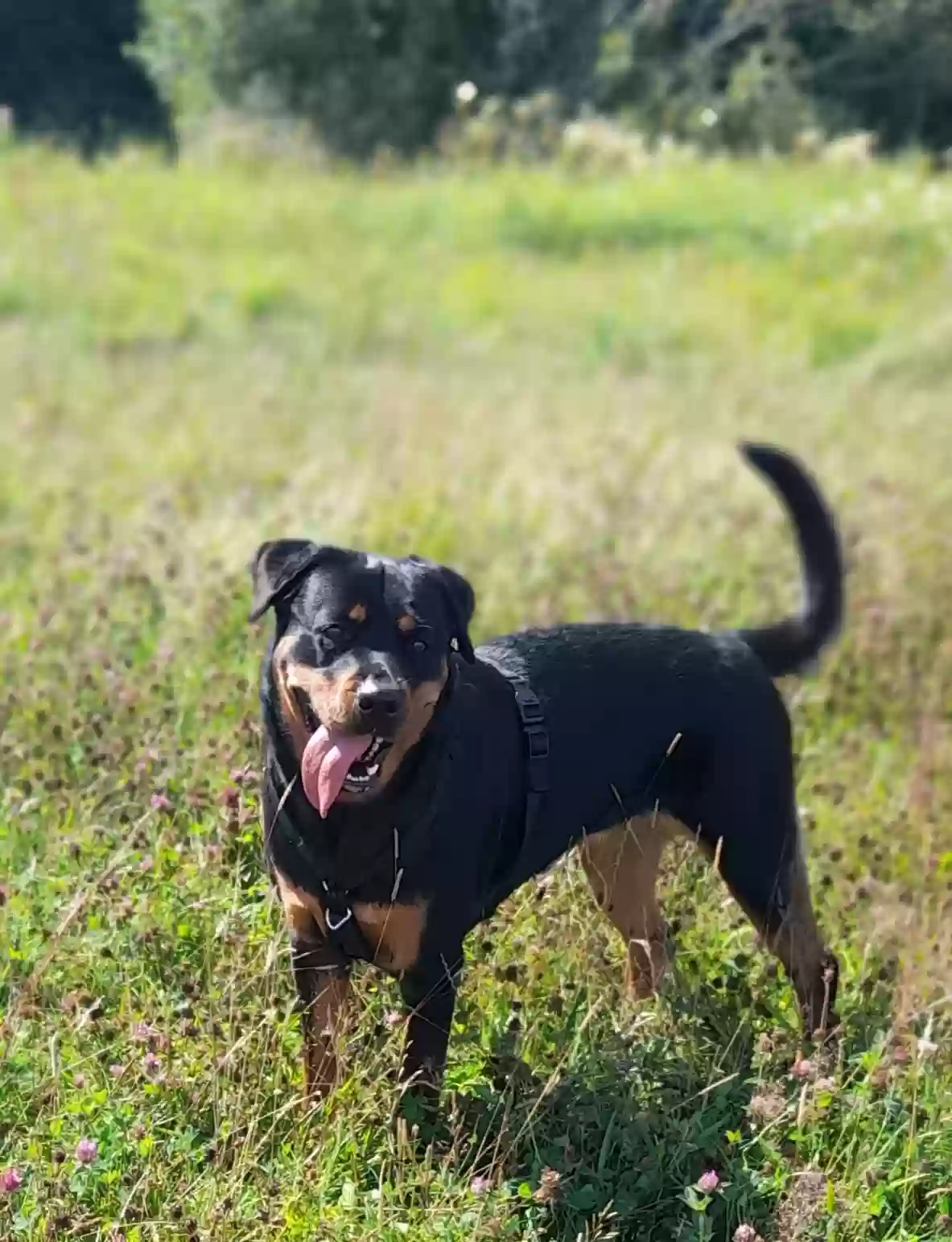 adoptable Dog in Glasgow,Scotland named Bella