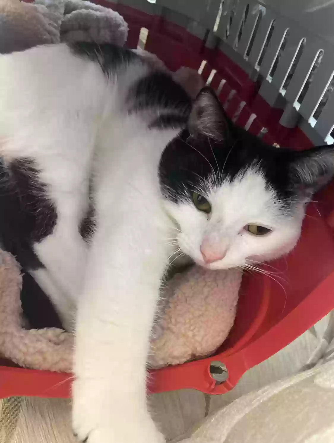 adoptable Cat in Aberdeen,Scotland named Mochi