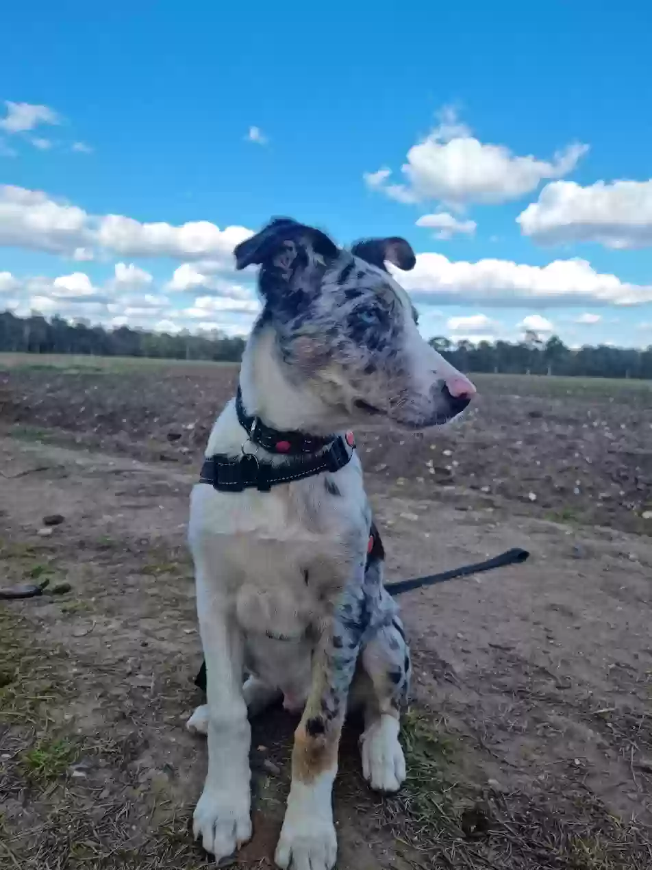 adoptable Dog in Cambridge,England named Zagreus 'Zag' Olaf Grey