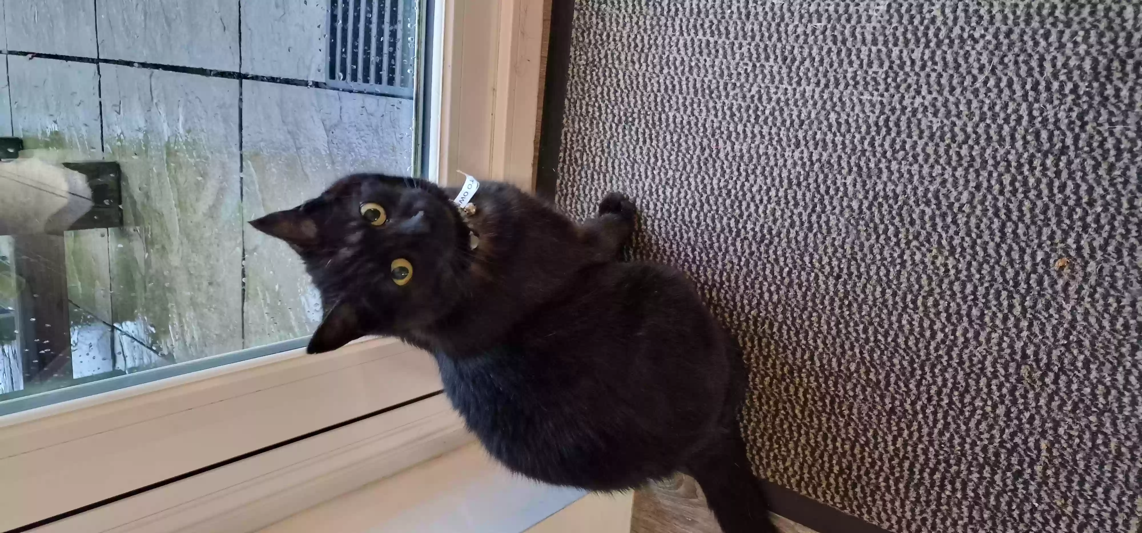 adoptable Cat in Plymouth,England named Brian