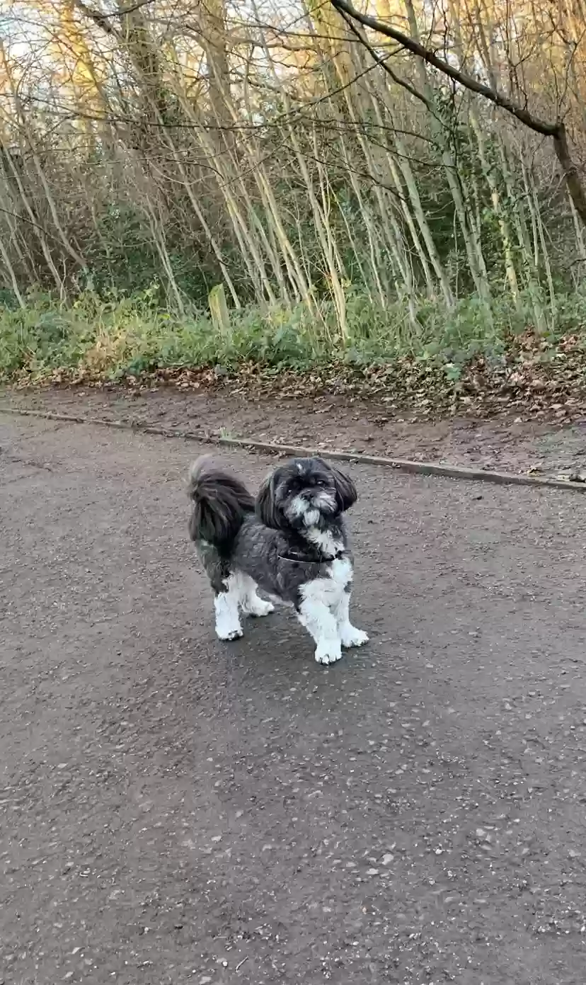 adoptable Dog in Birmingham,England named Sonny