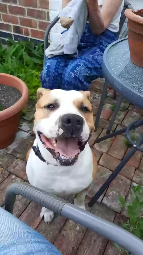 adoptable Dog in Leicester,England named Champ