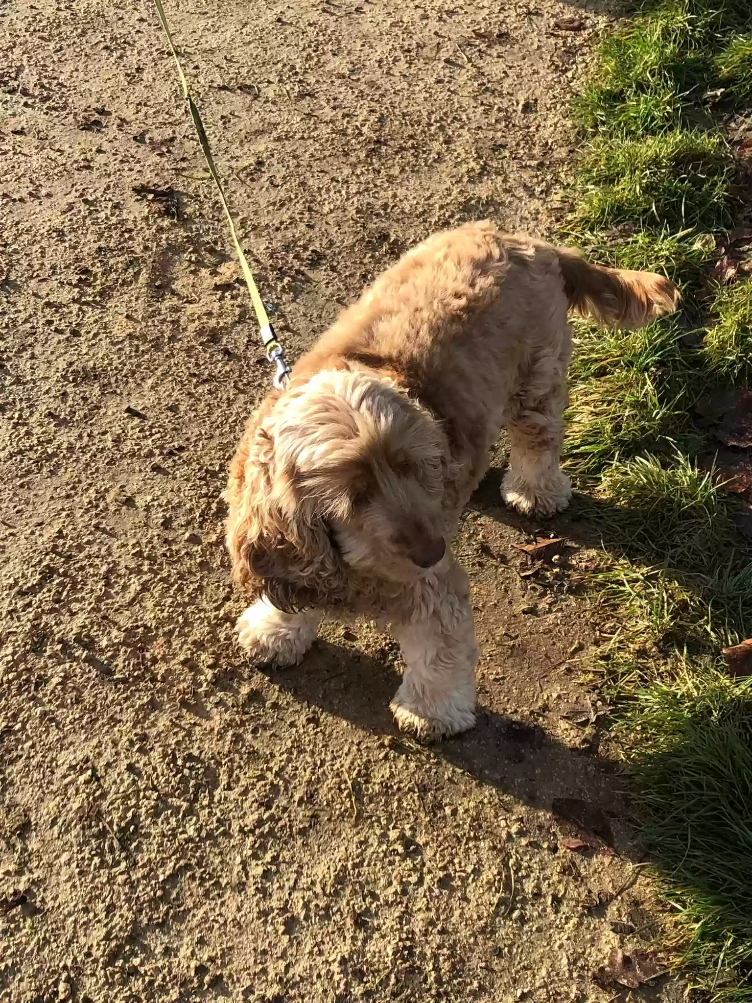 adoptable Dog in Peterborough,England named Narla