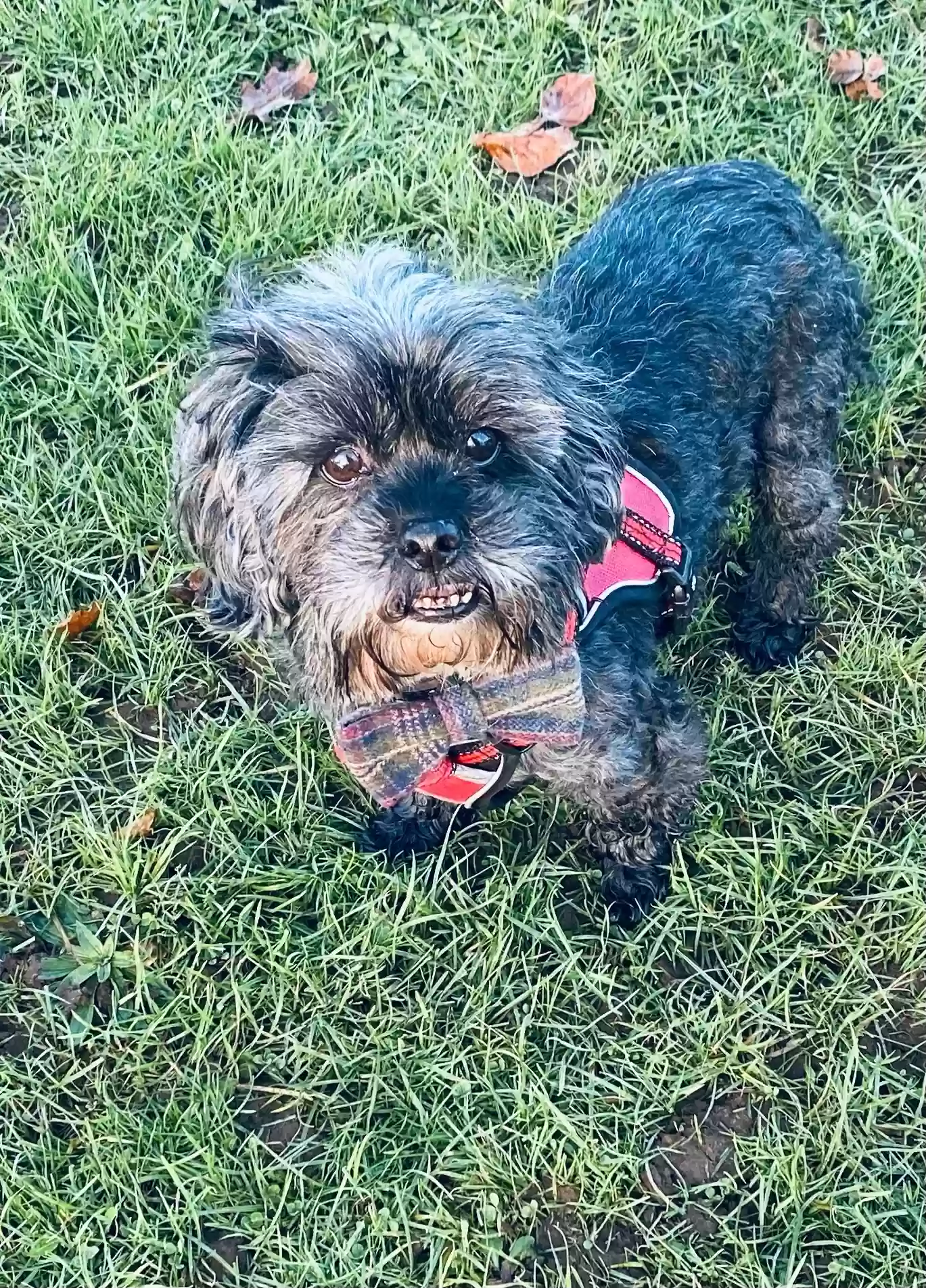 adoptable Dog in Leeds,England named Brooklyn