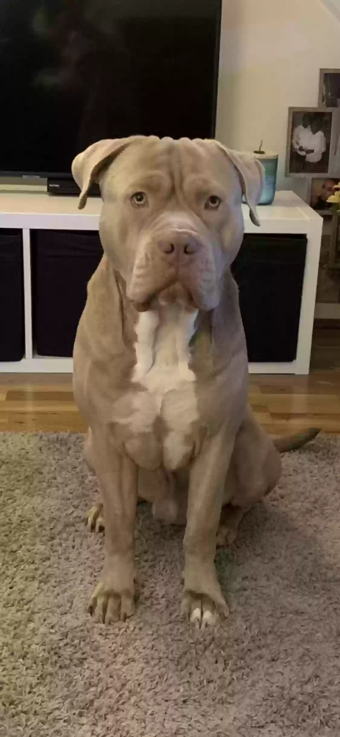 adoptable Dog in London,England named Blue