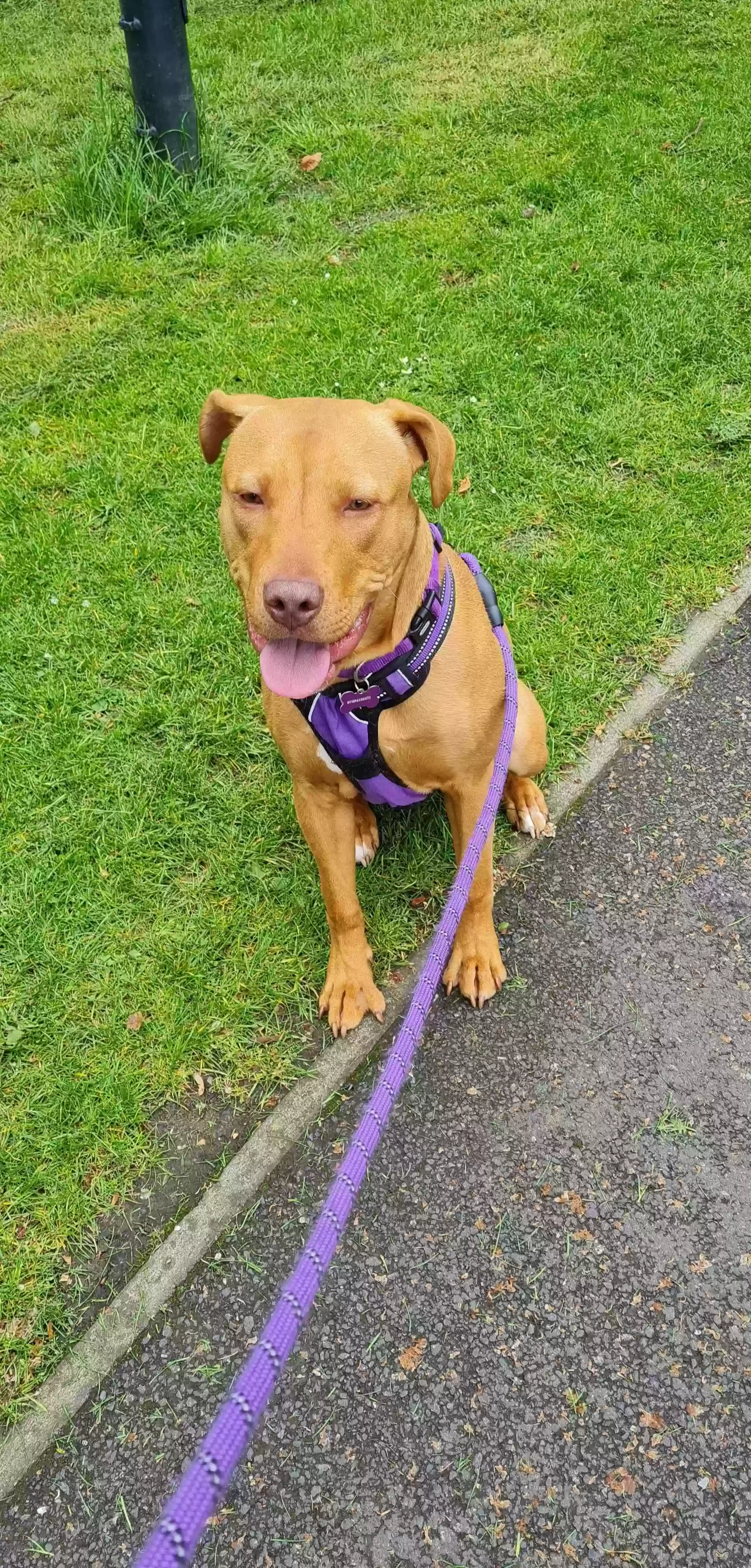 adoptable Dog in Portsmouth,England named Luna