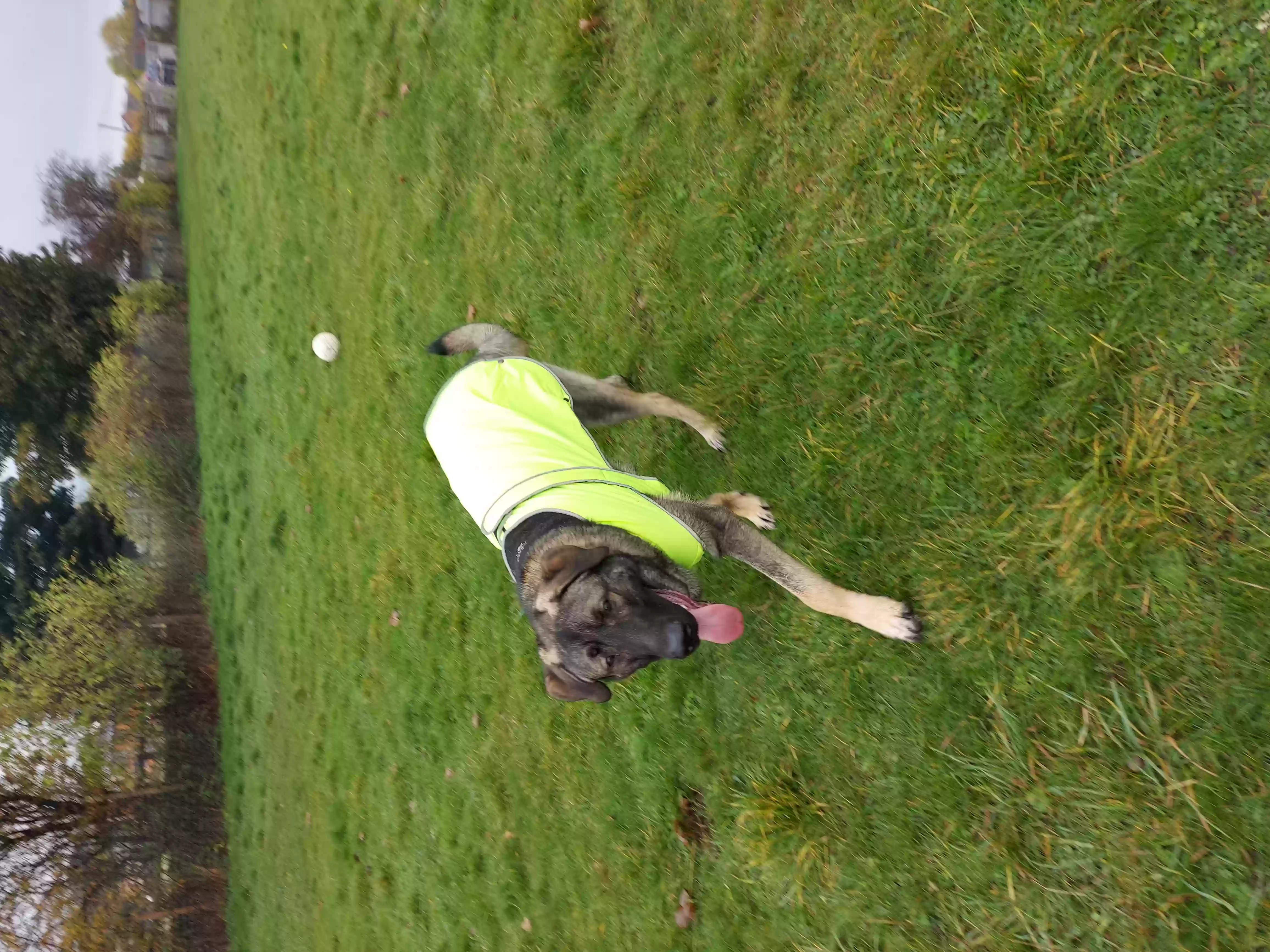 adoptable Dog in Bradford,England named Logan