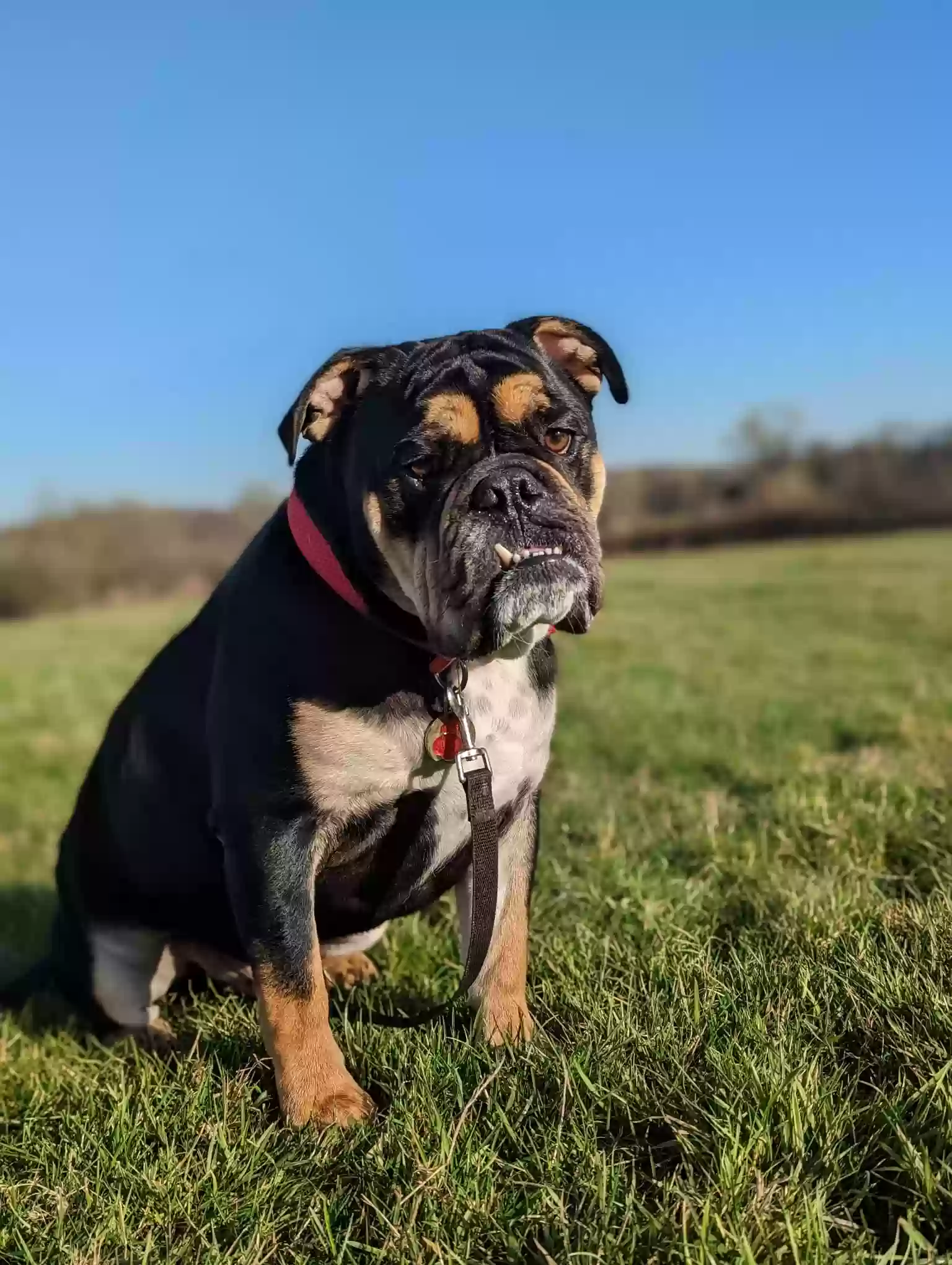 adoptable Dog in Birmingham,England named benji