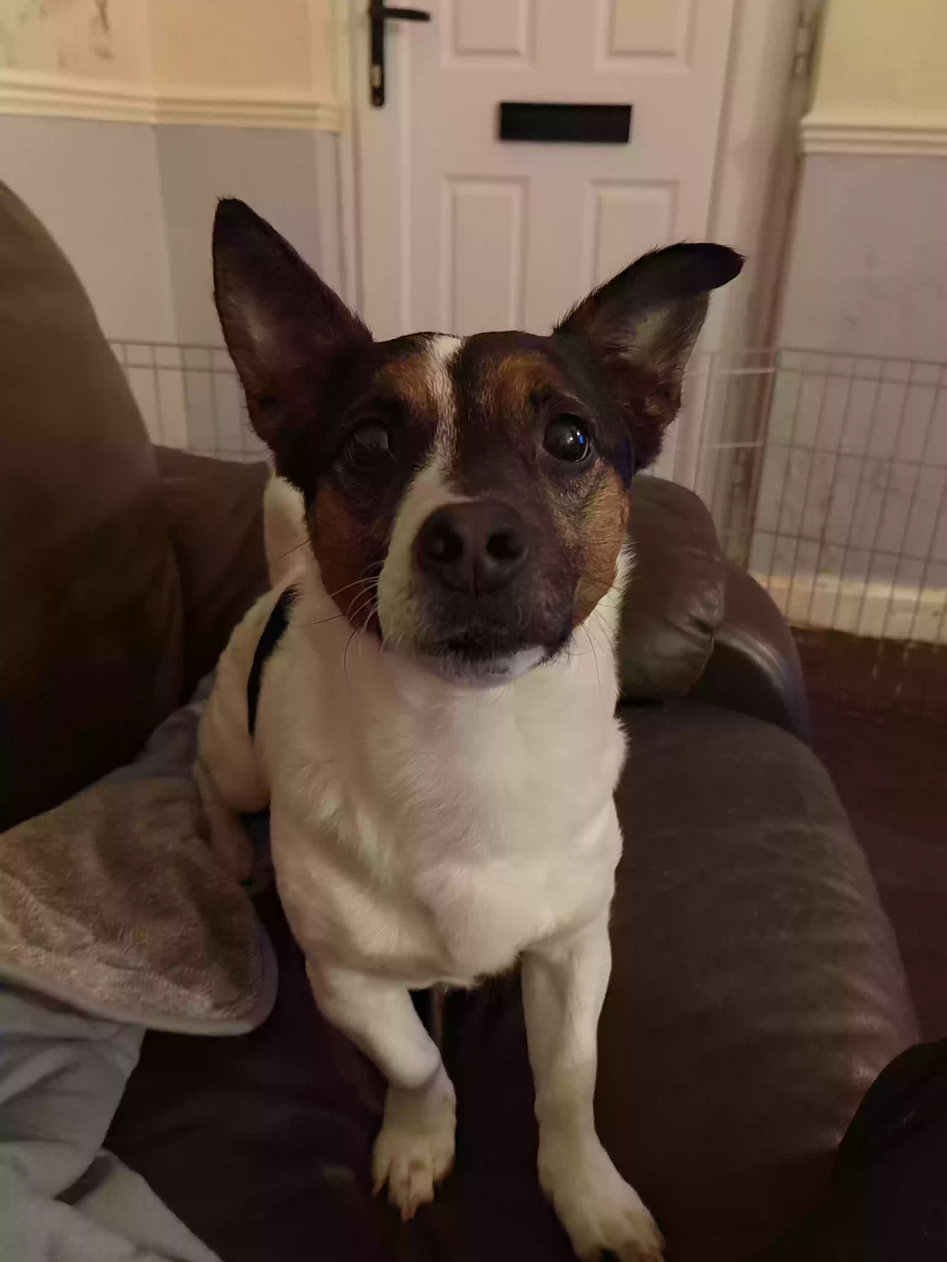 adoptable Dog in Leeds,England named Benji