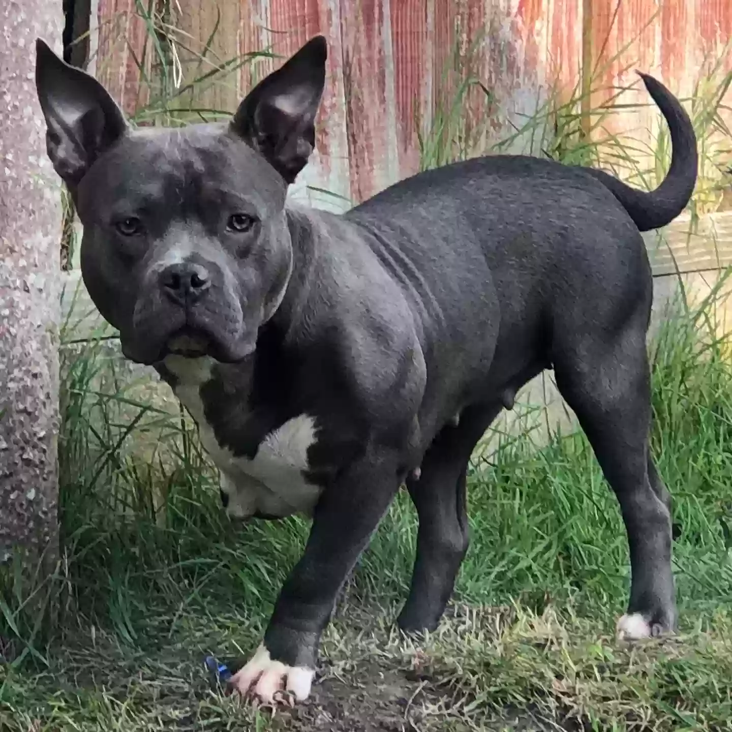 adoptable Dog in Stoke-on-Trent,England named Blaize