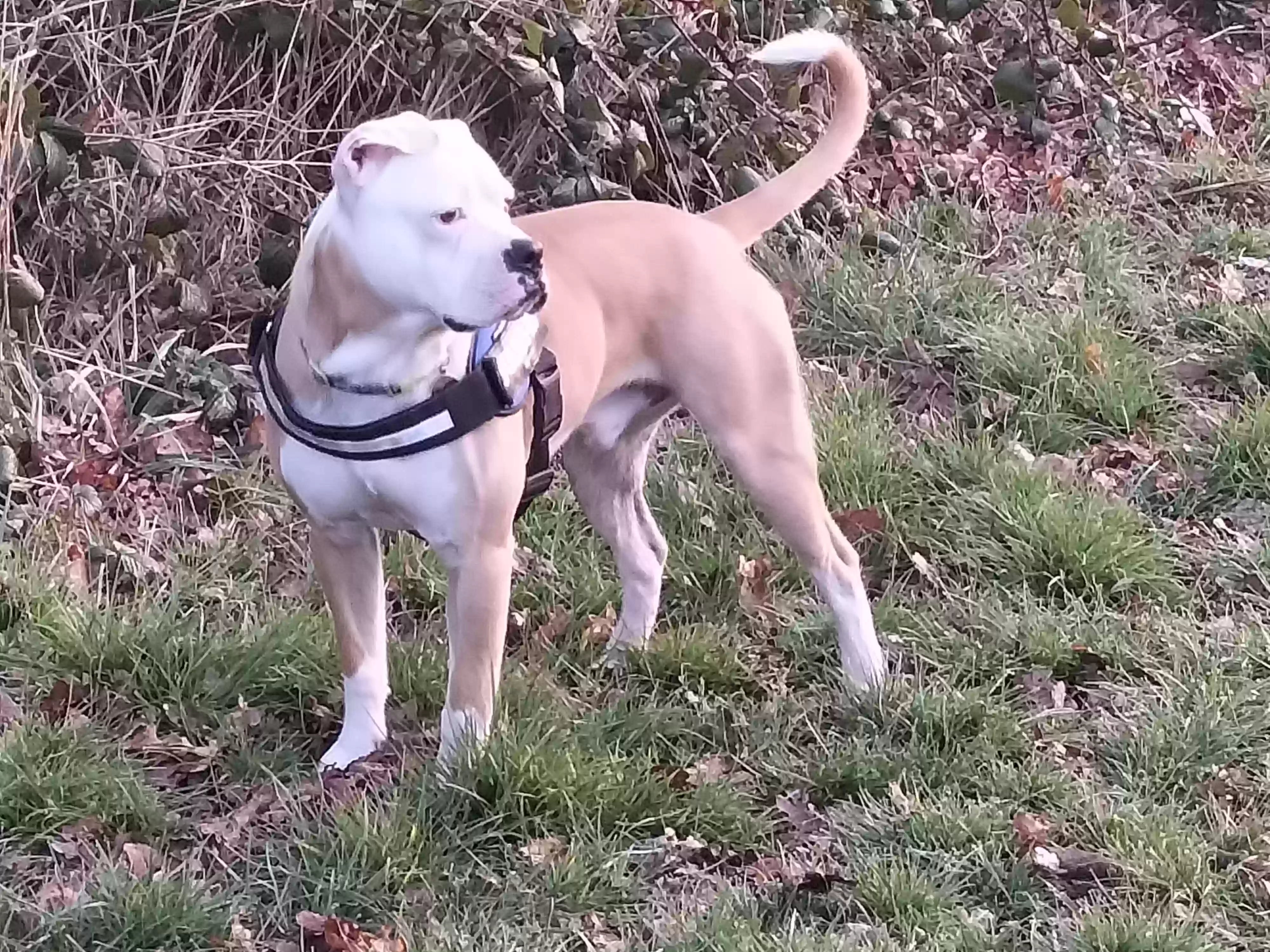 adoptable Dog in Chester,England named Dave