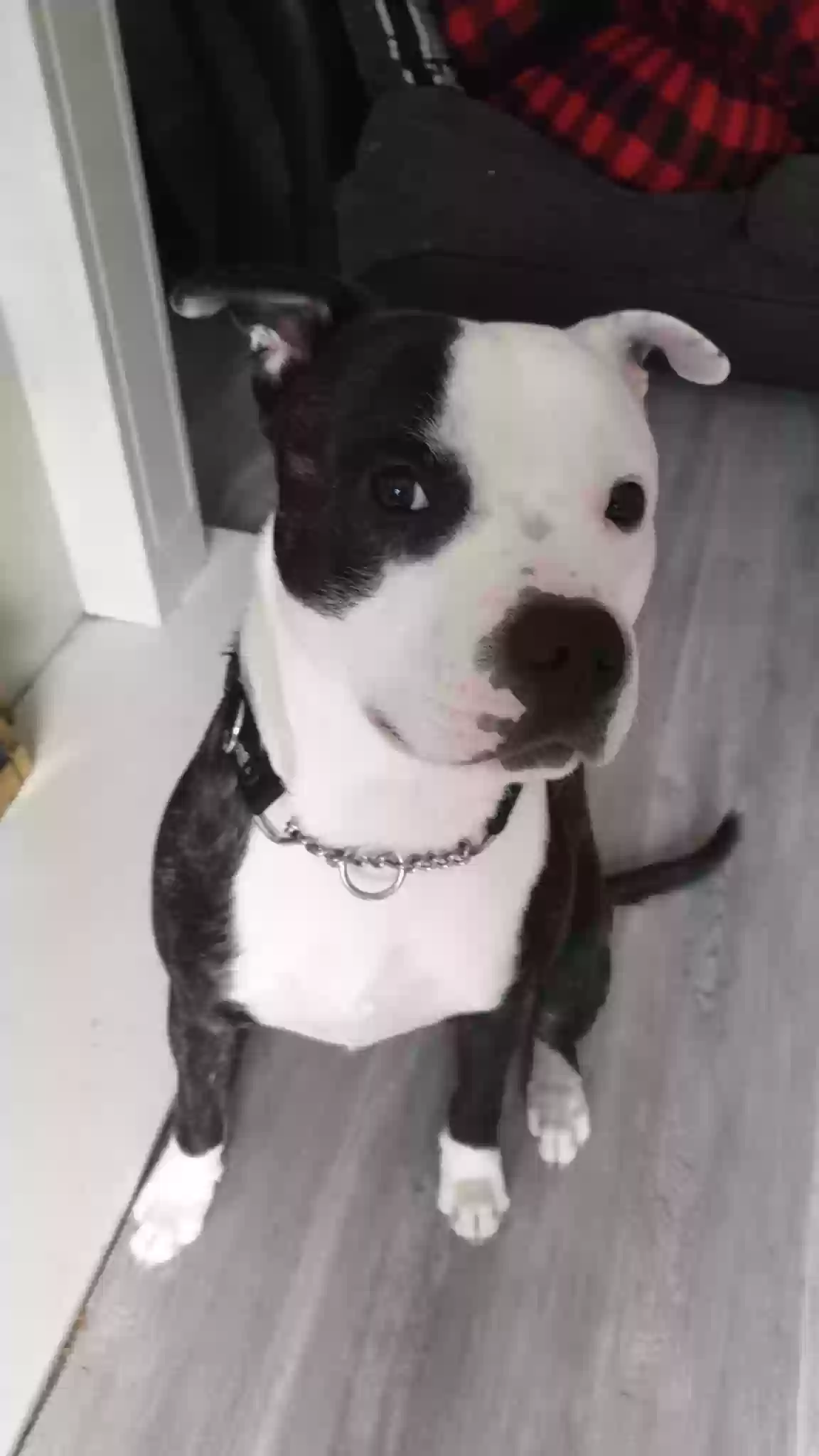 adoptable Dog in Liverpool,England named Thor