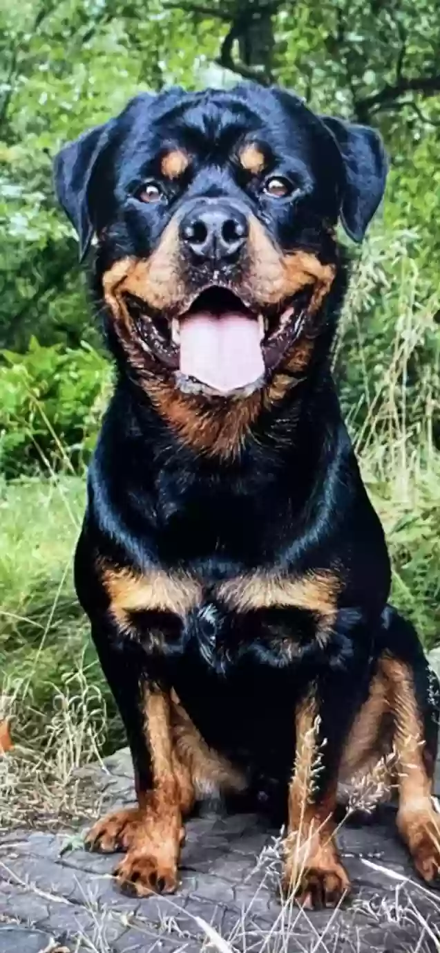 adoptable Dog in Aberdeen,Scotland named Sonny Boy