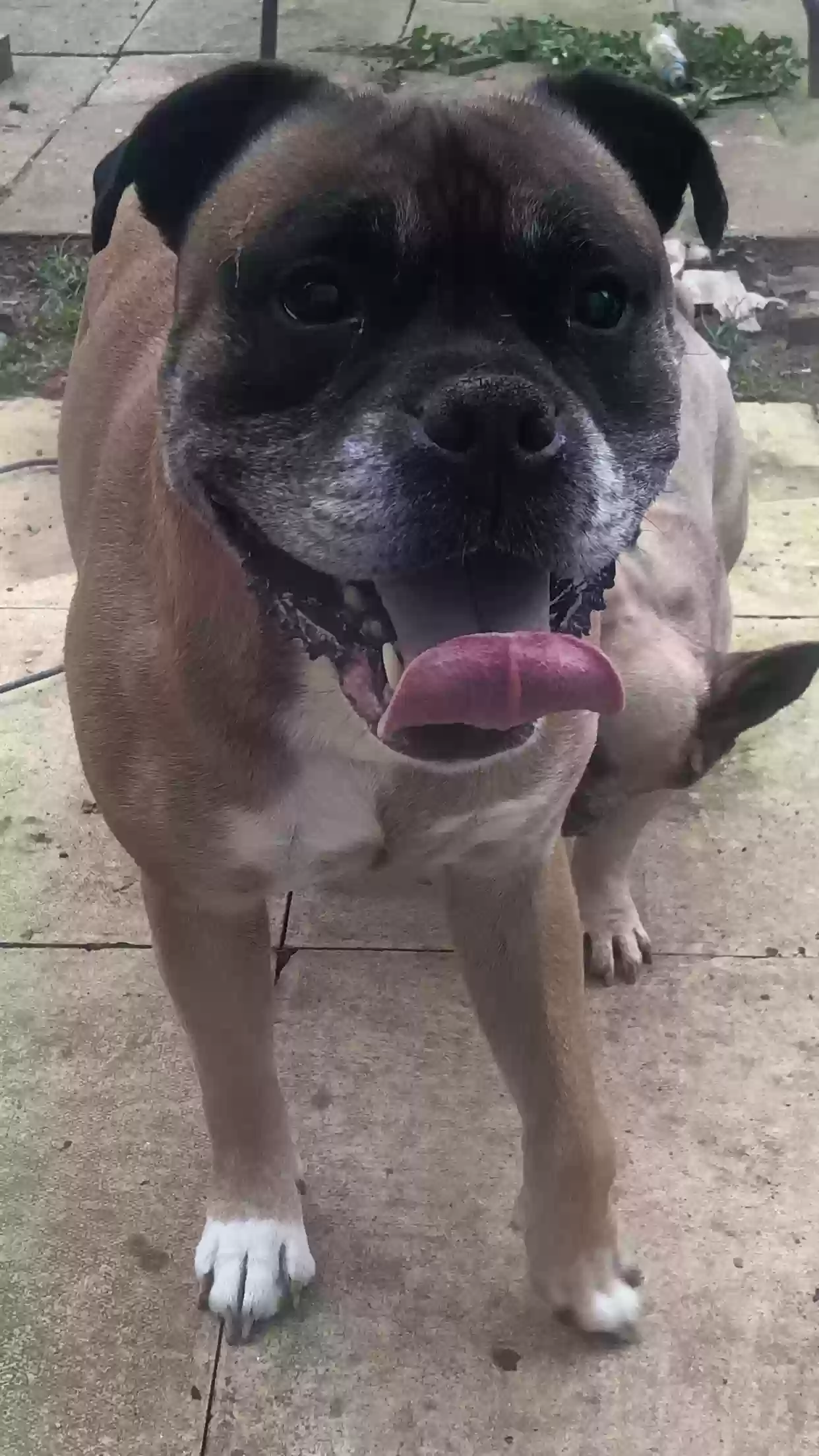 adoptable Dog in Derby,England named Rocco