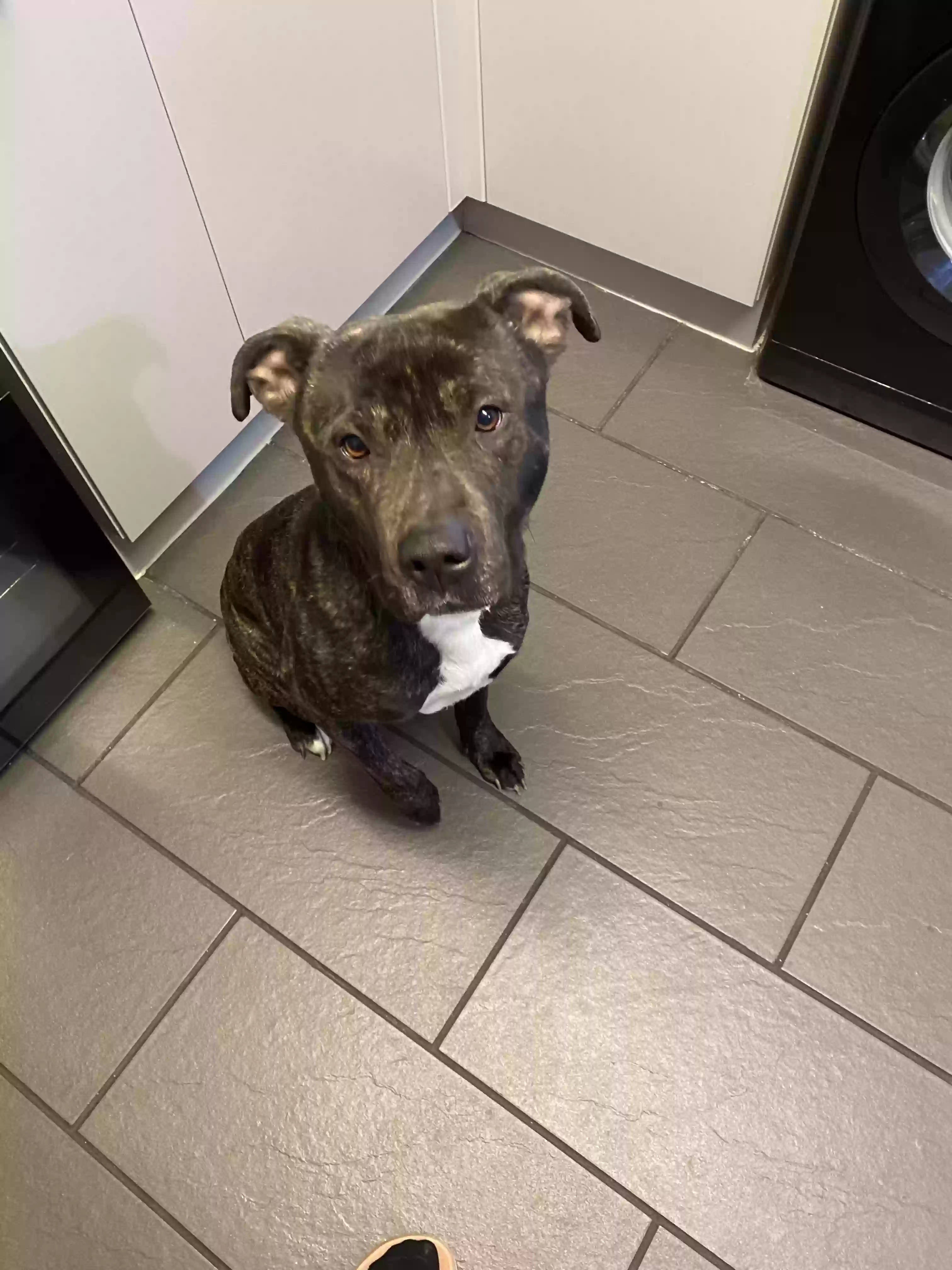 adoptable Dog in Sheffield,England named Buster