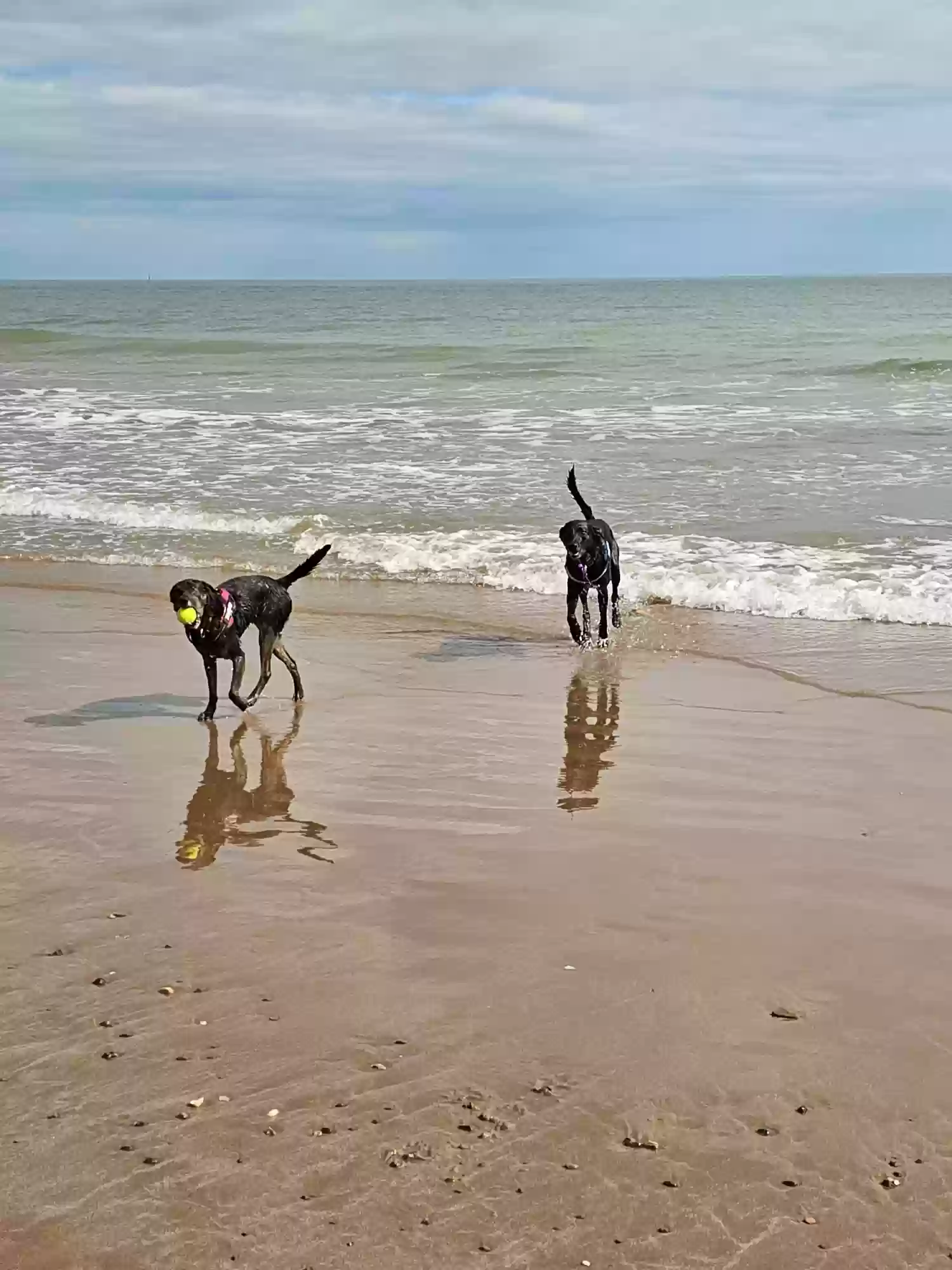 adoptable Dog in Exeter,England named Rio