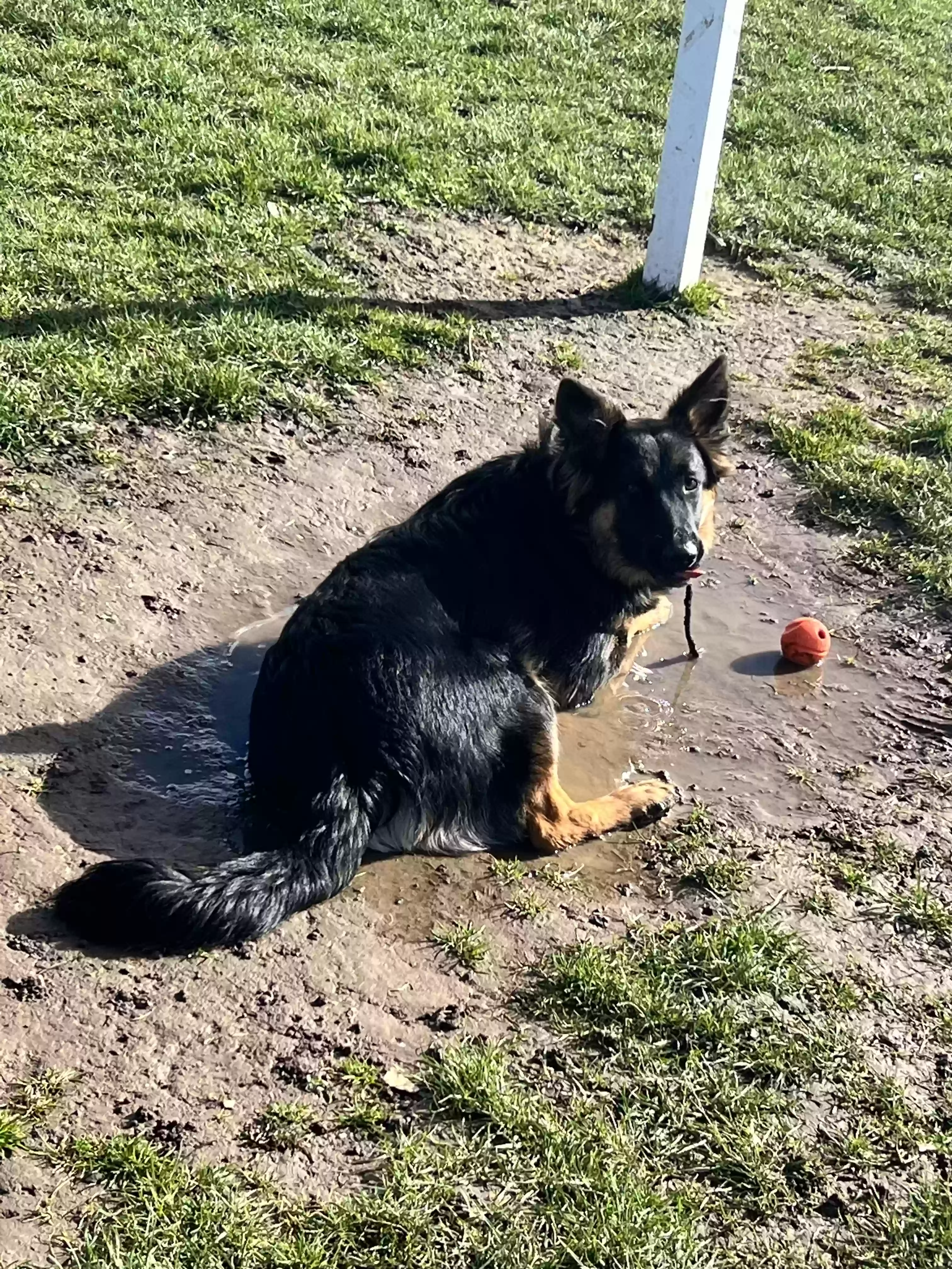 adoptable Dog in Kingston Upon Hull,England named Bear