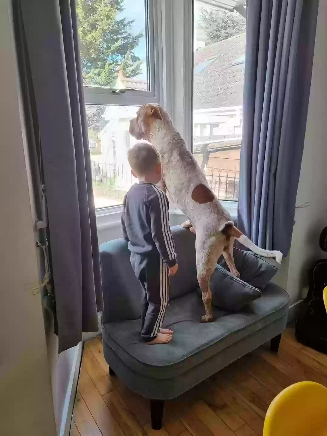 adoptable Dog in Canterbury,England named Teddy