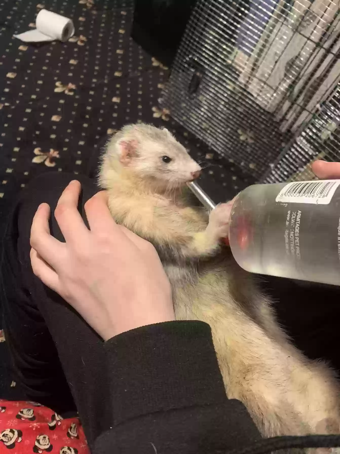 adoptable  in Dundee,Scotland named Bandit and Casper