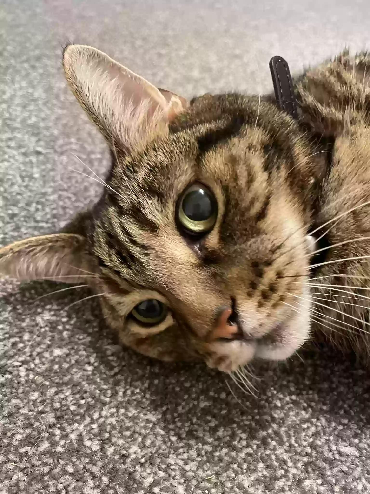 adoptable Cat in St Albans,England named Zeus