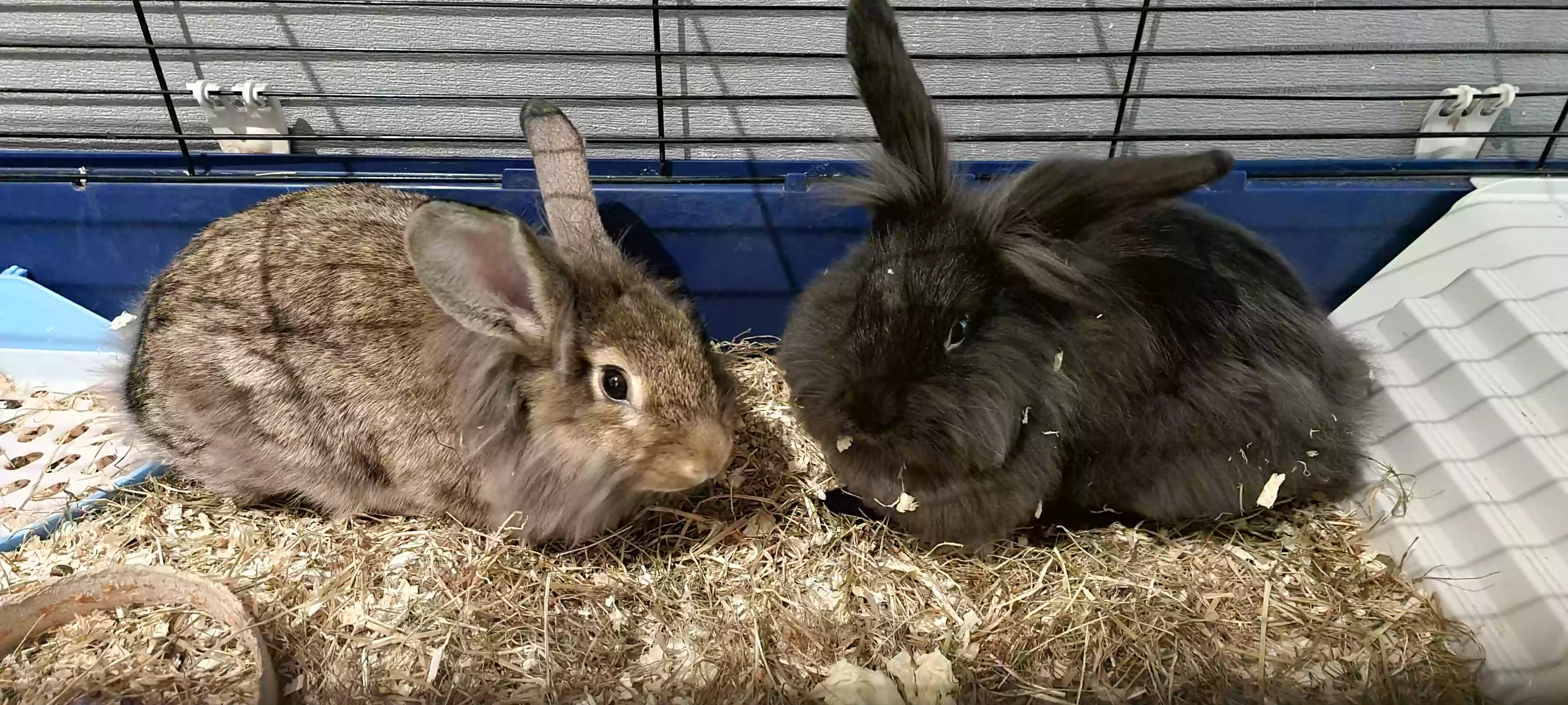 adoptable  in Sunderland,England named Benji and bruno