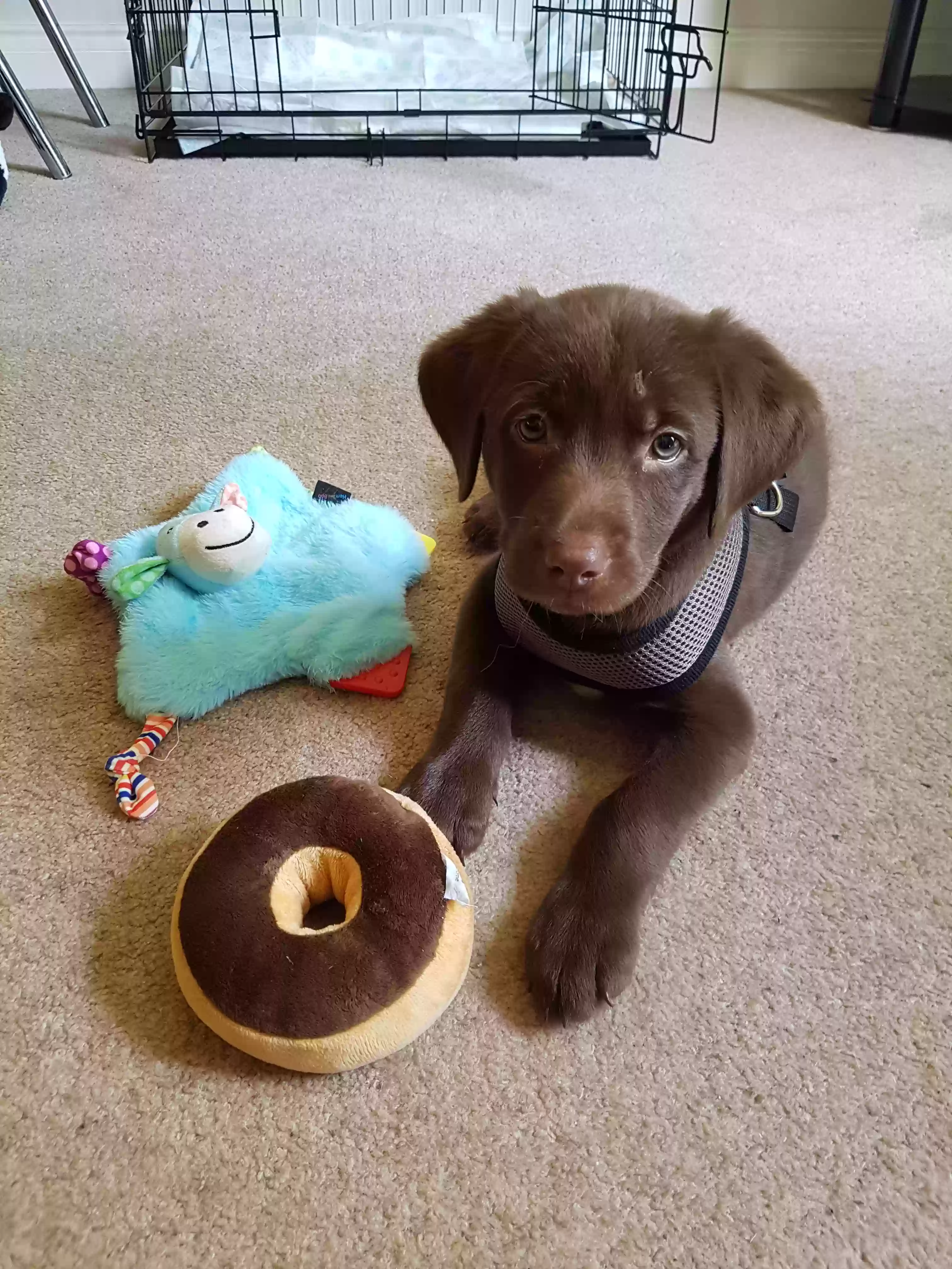 adoptable Dog in Exeter,England named Bailey