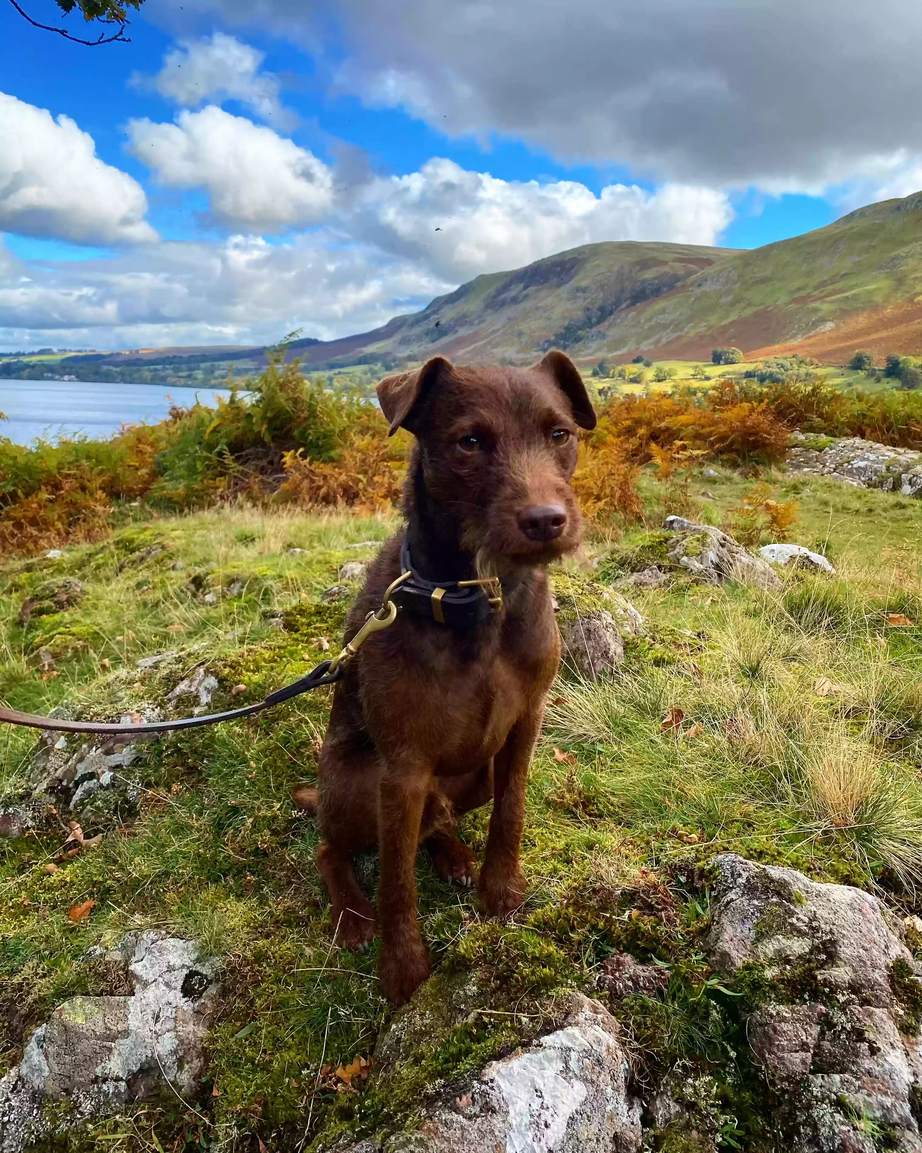 adoptable Dog in Liverpool,England named Reggie