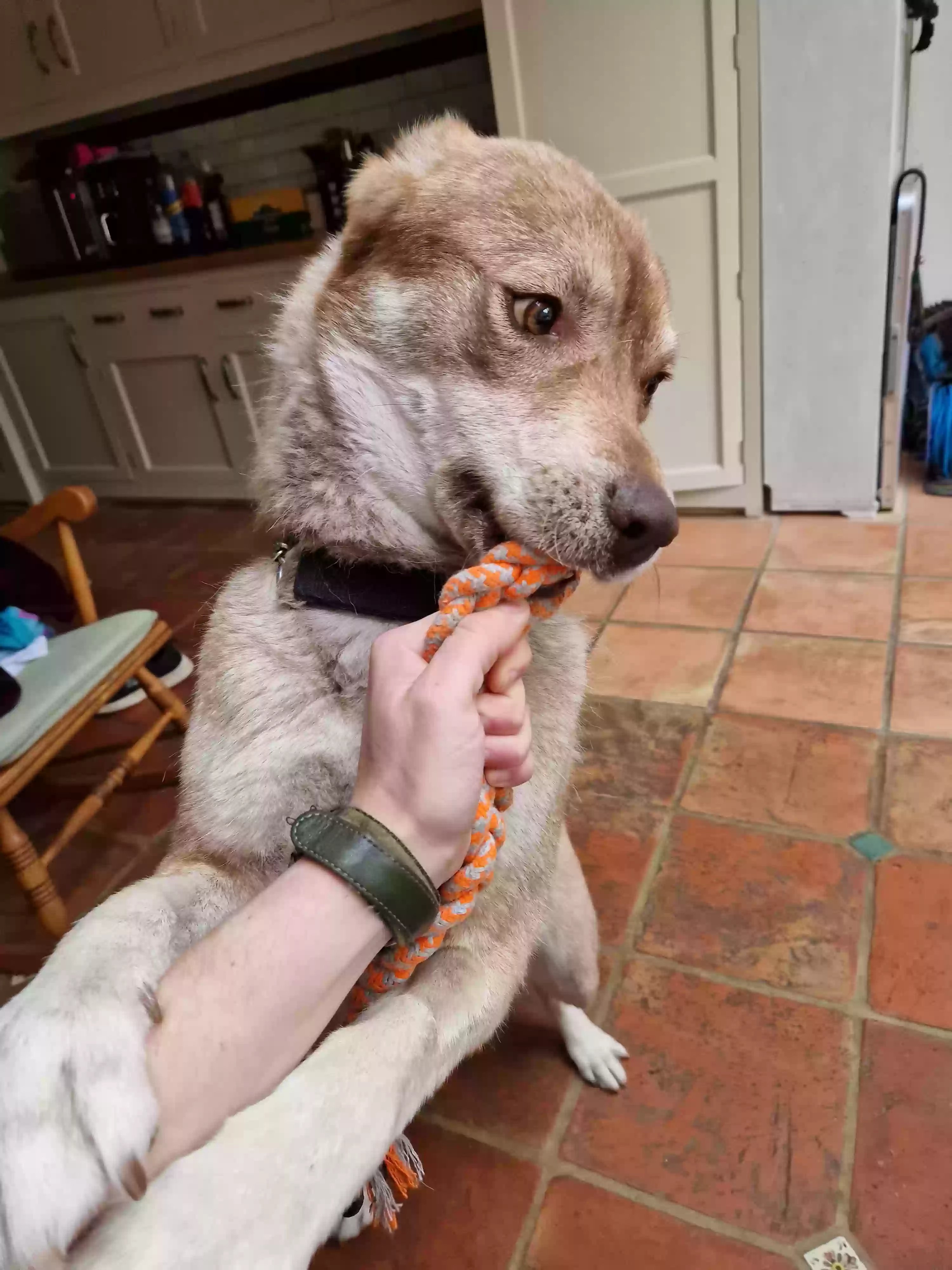 adoptable Dog in Lincoln,England named Brownie