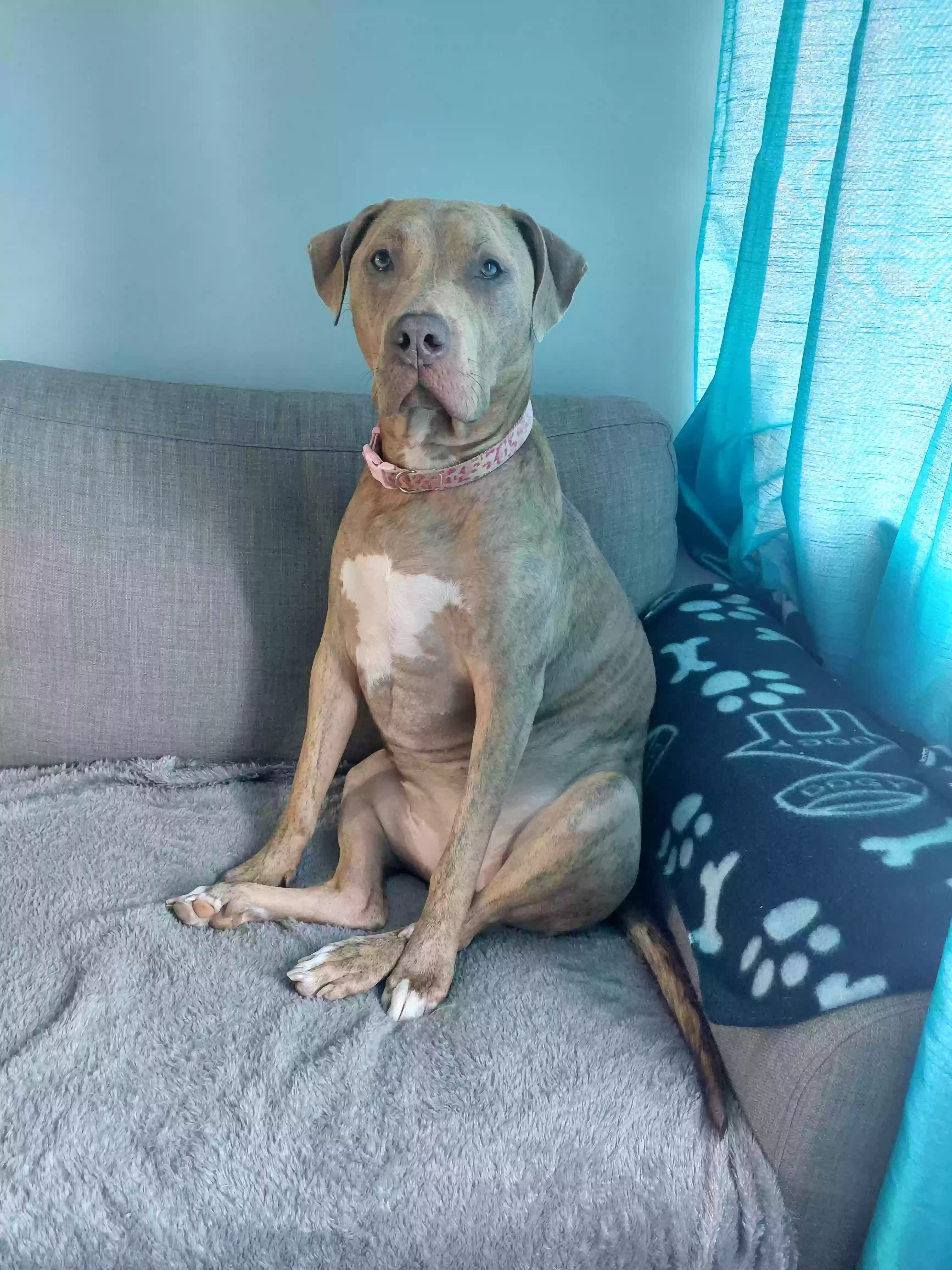 adoptable Dog in Stoke-on-Trent,England named Star